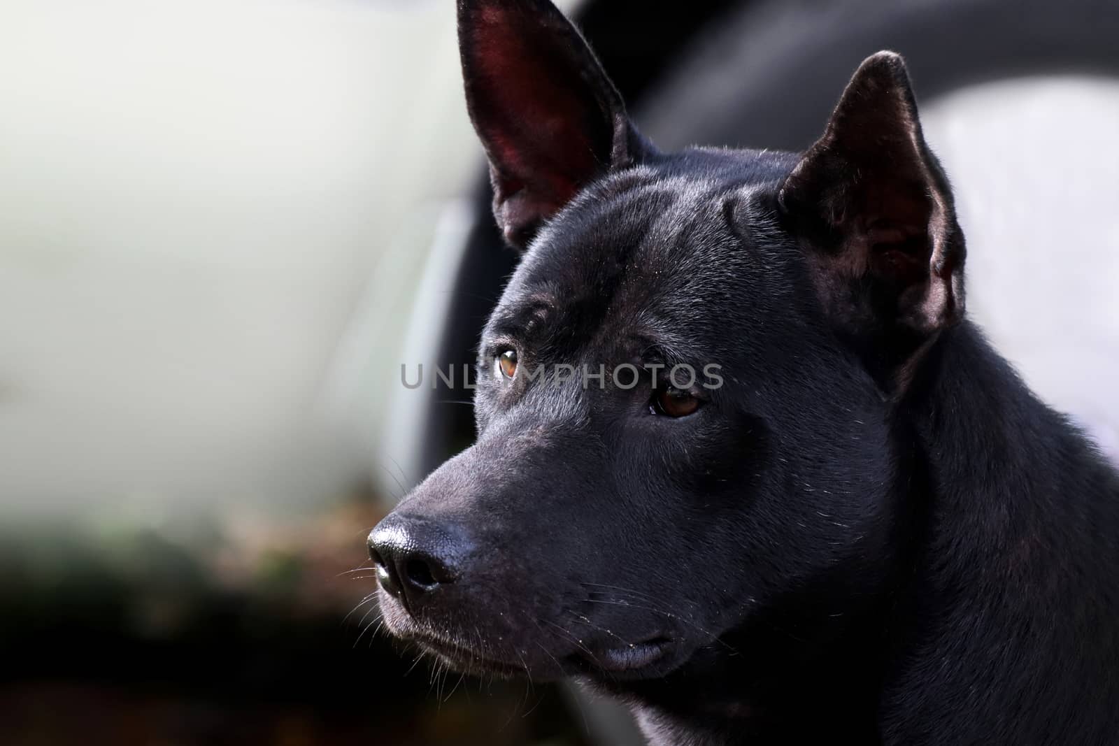 Dog, Black dog face close up (Selective Focus)