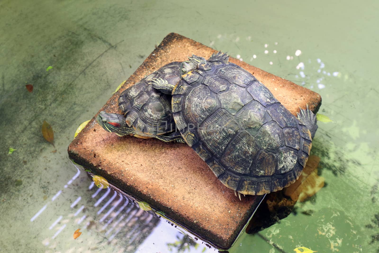 turtle lovers, Freshwater turtle, beautiful turtles by cgdeaw