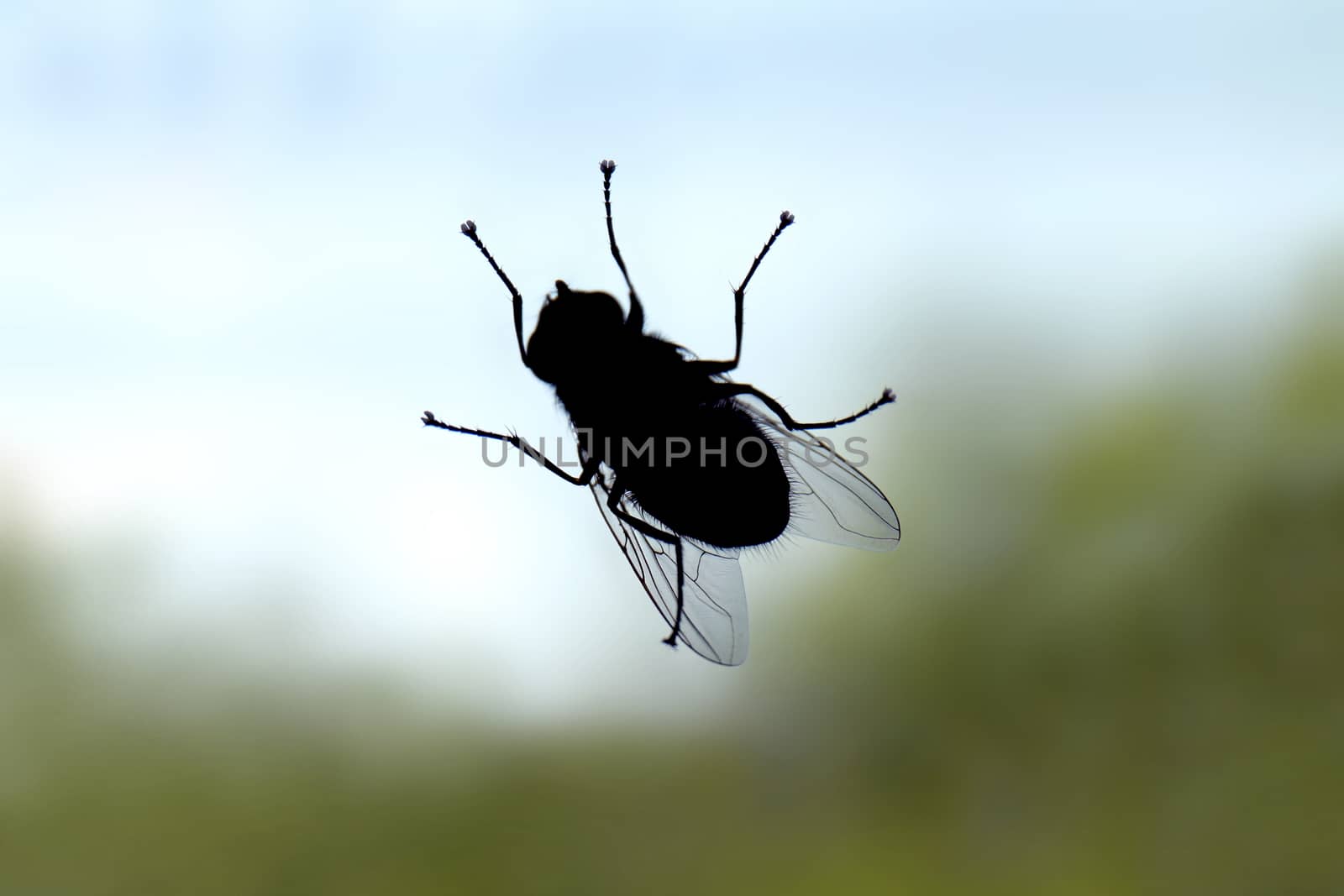 Fly, Fly bug insect silhouette, Fly is carrier of diarrhoea (Selective Focus) by cgdeaw