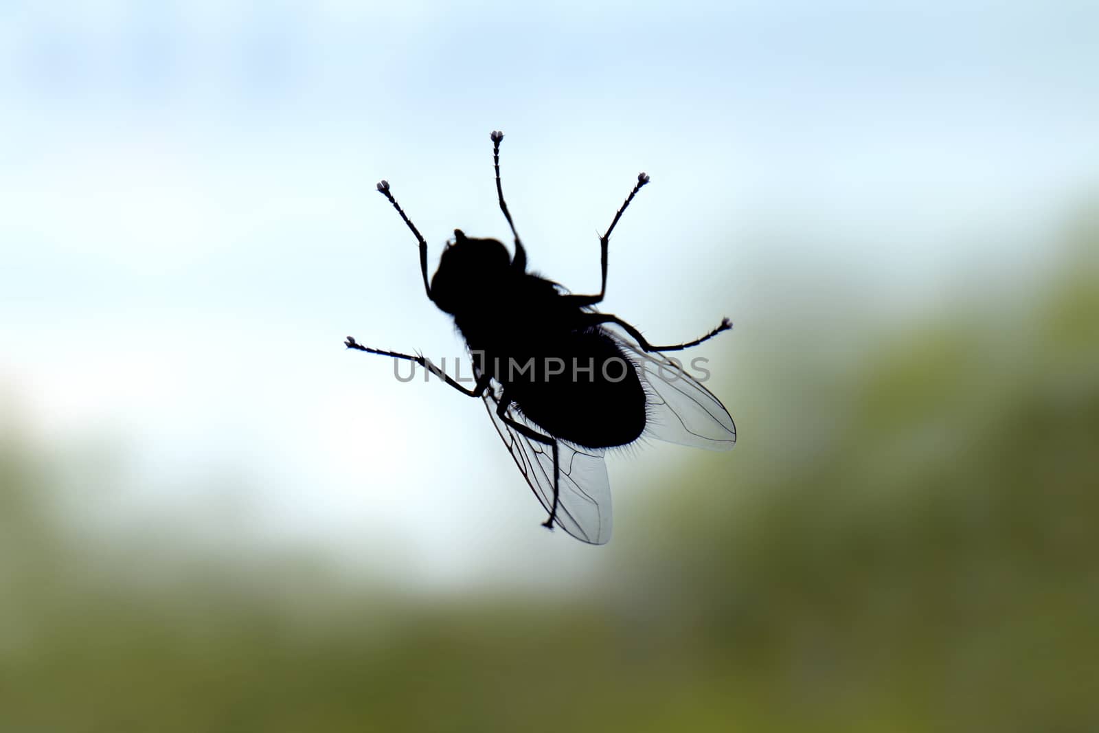 Fly, Fly bug insect silhouette, Fly is carrier of diarrhoea (Selective Focus)