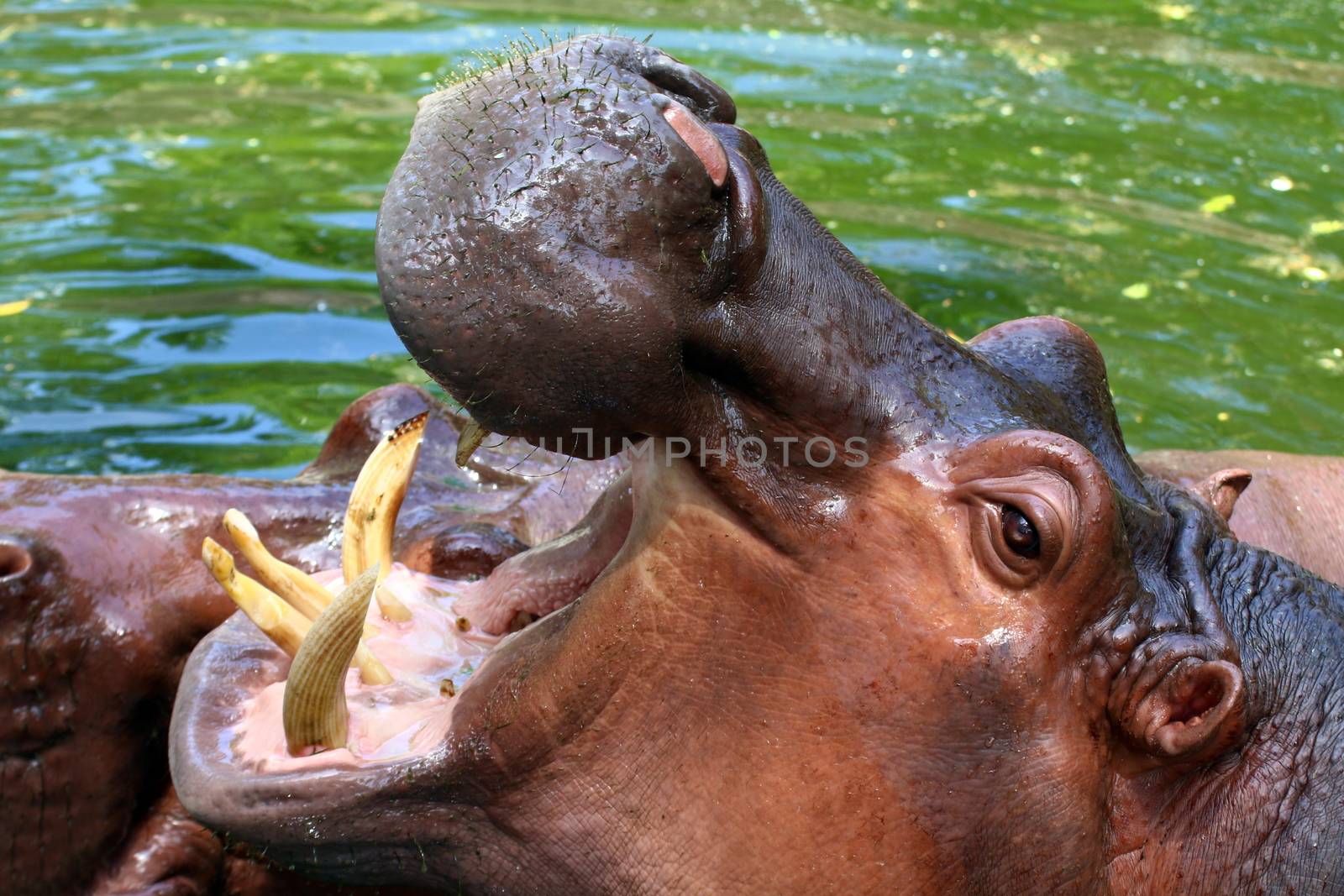 Hippo, Hippopotamus open mouth, Hippopotamus in water close up by cgdeaw