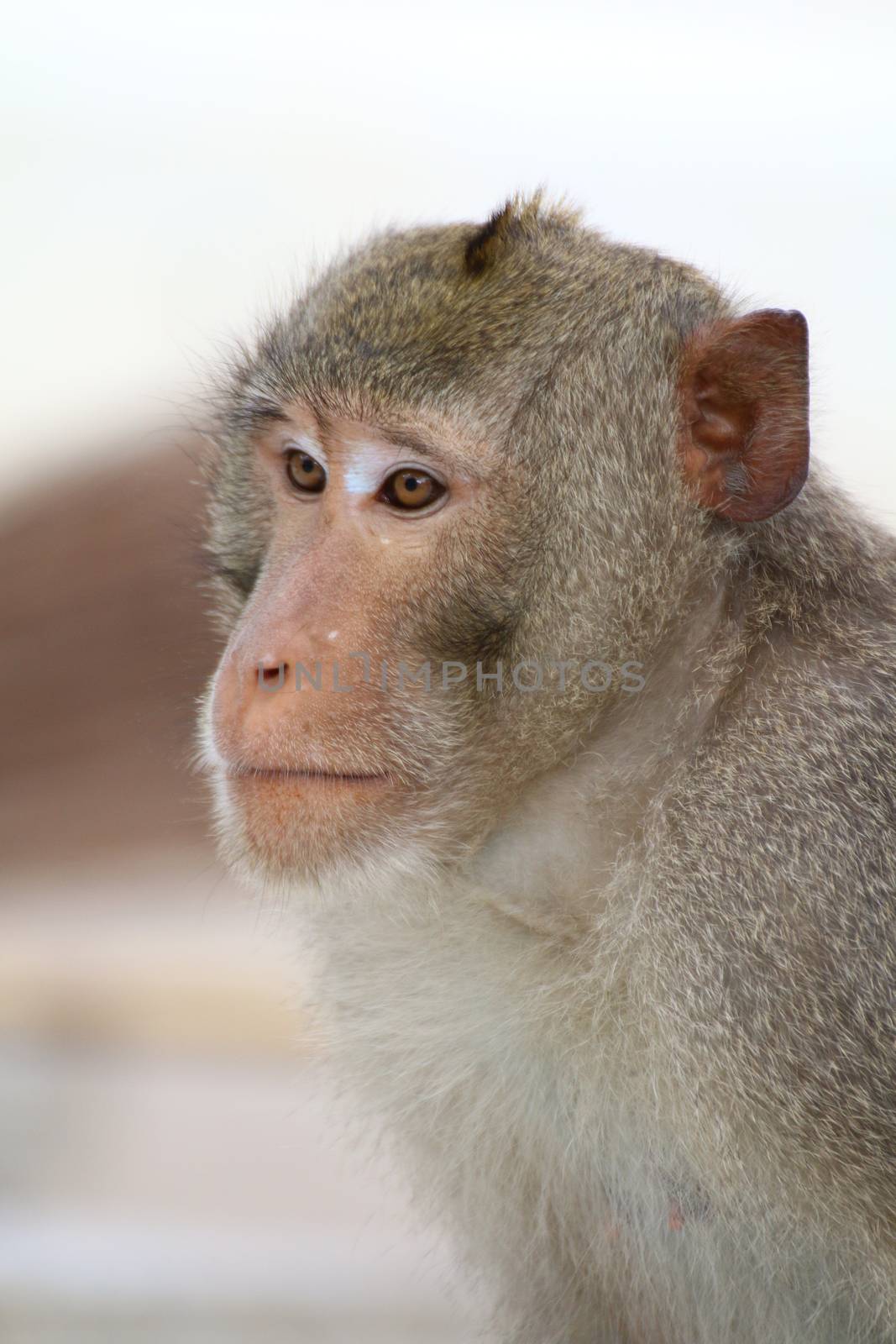 Monkey, Monkey face portrait, Jungle Monkey close up, Monkey Ape by cgdeaw
