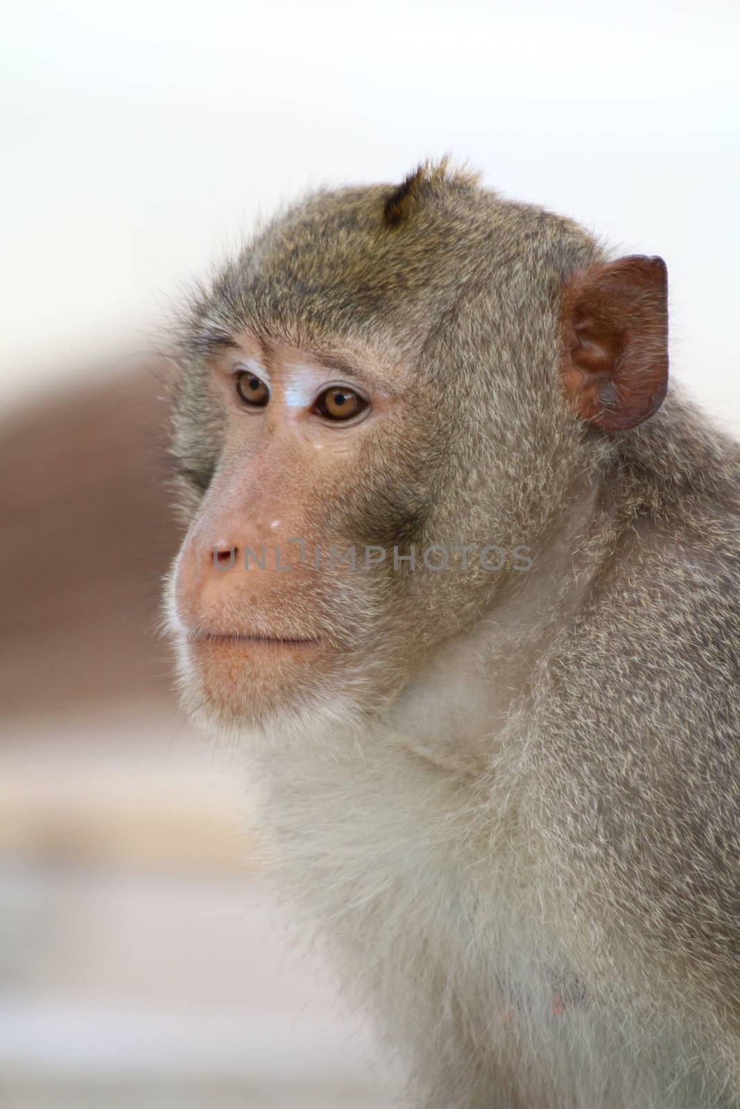 Monkey, Monkey face portrait, Jungle Monkey close up, Monkey Ape