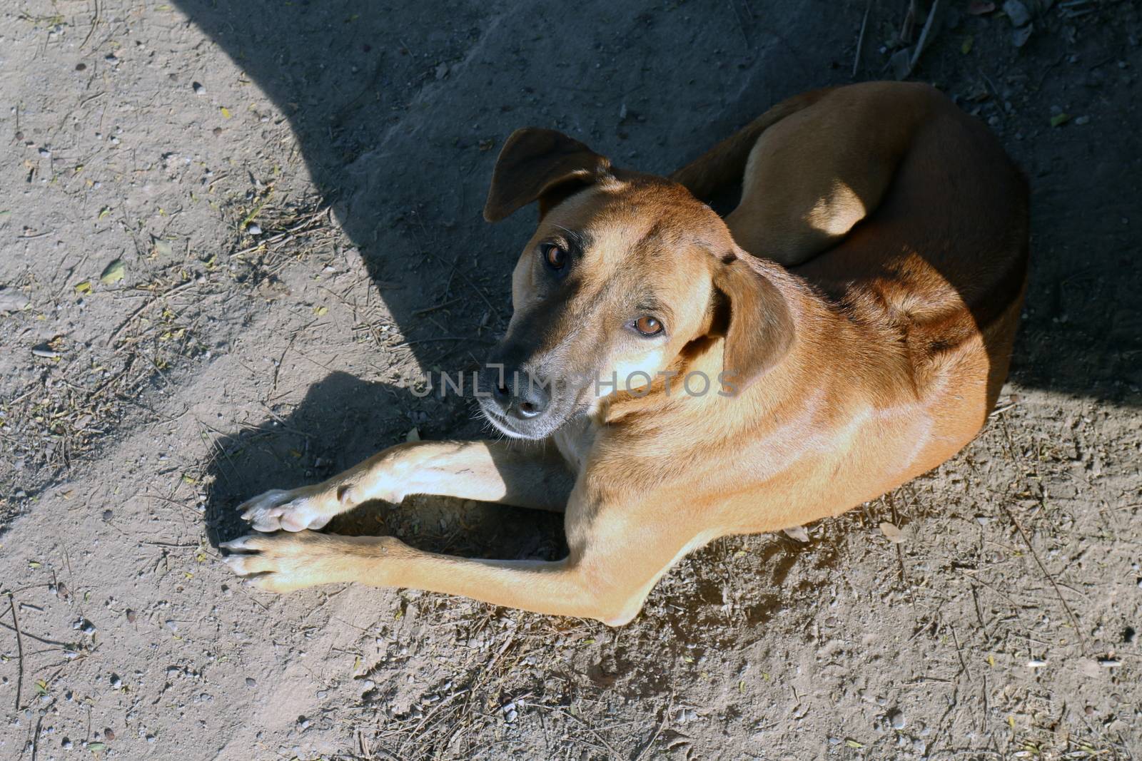 Dog, Brown Dog sunning, a dog brown Healthy and cute by cgdeaw