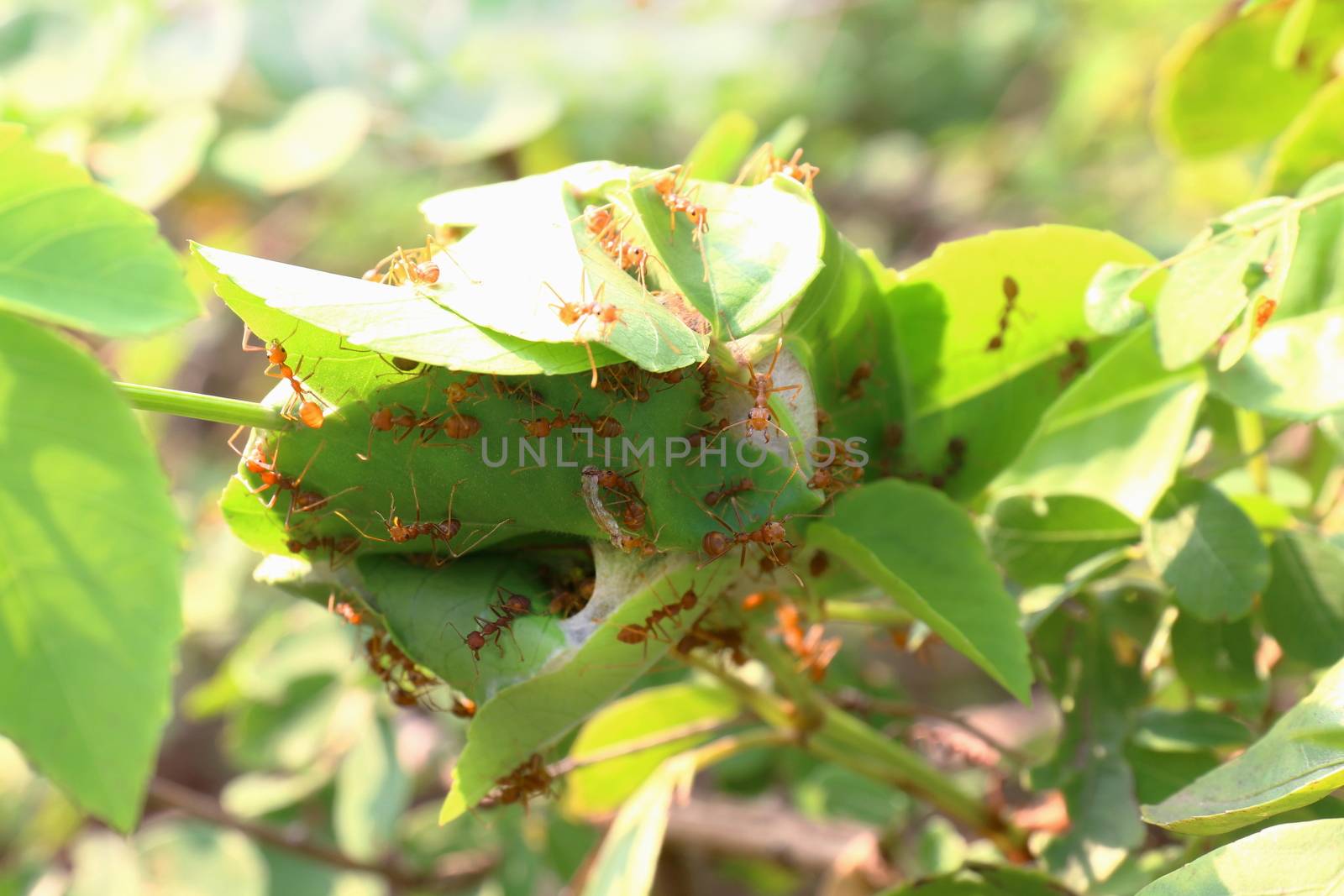 Ant, Red ant nest in forest nature by cgdeaw