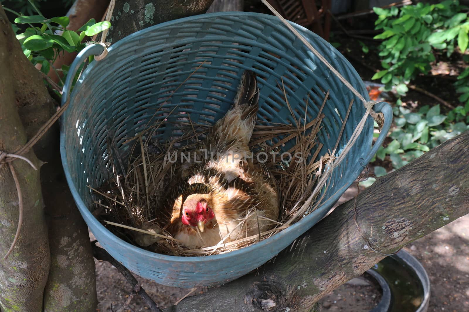 Hens are incubating eggs in the nest by cgdeaw