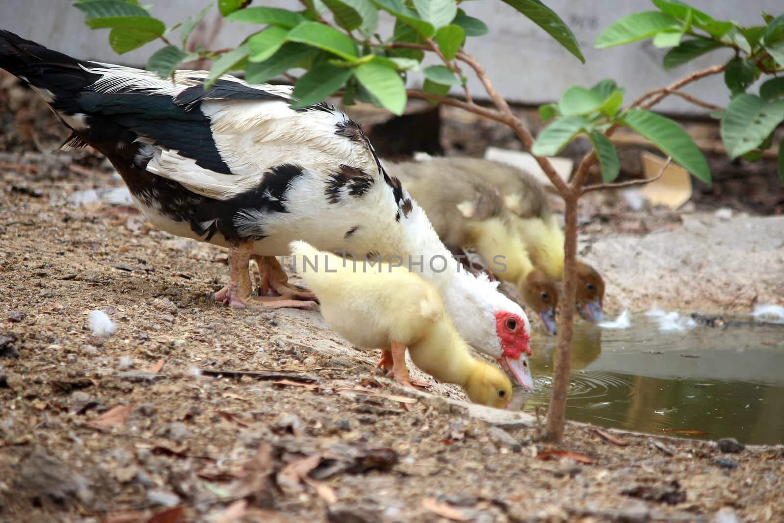 family mom and baby duck happy in countryside style
