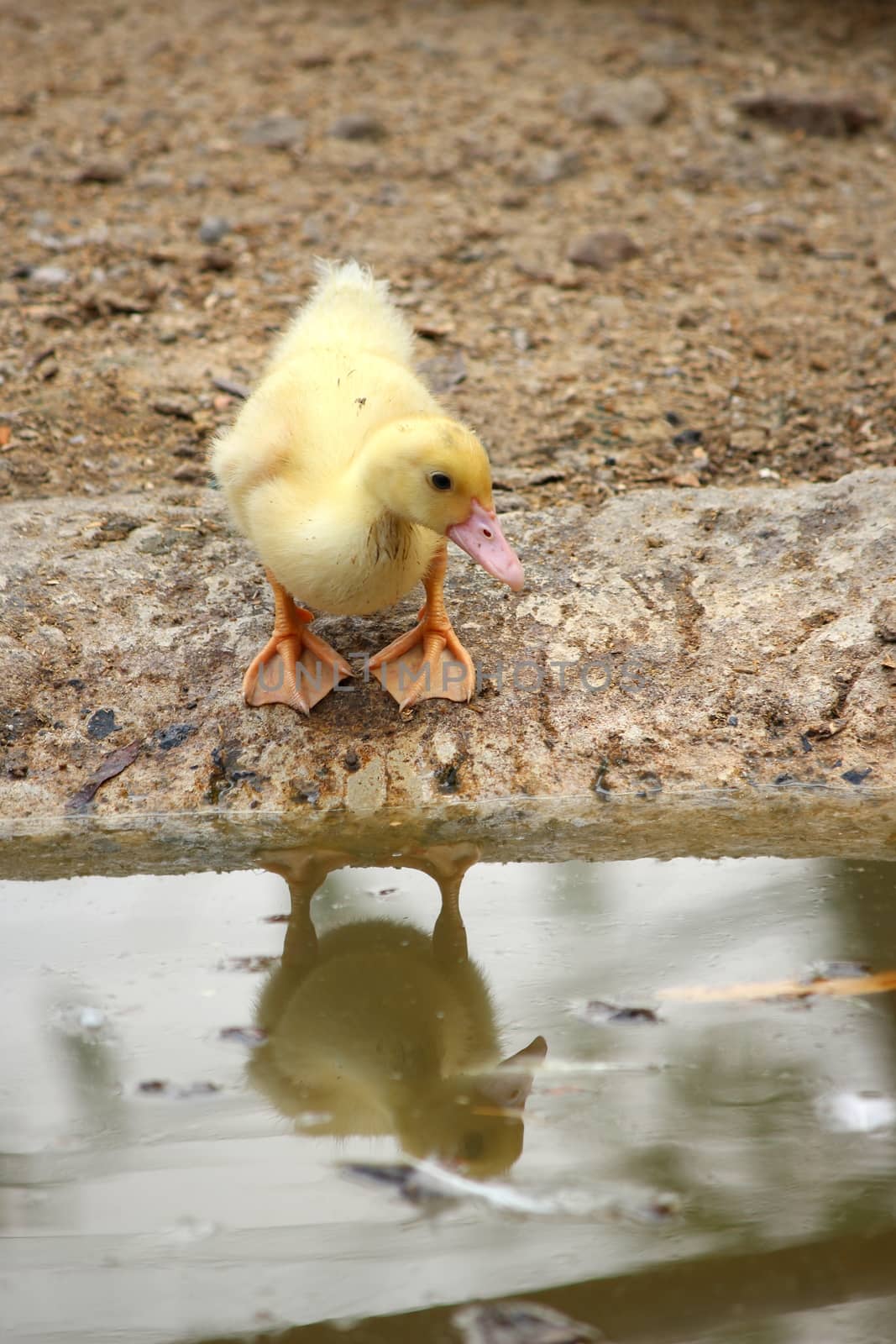 baby duck happy in countryside style by cgdeaw