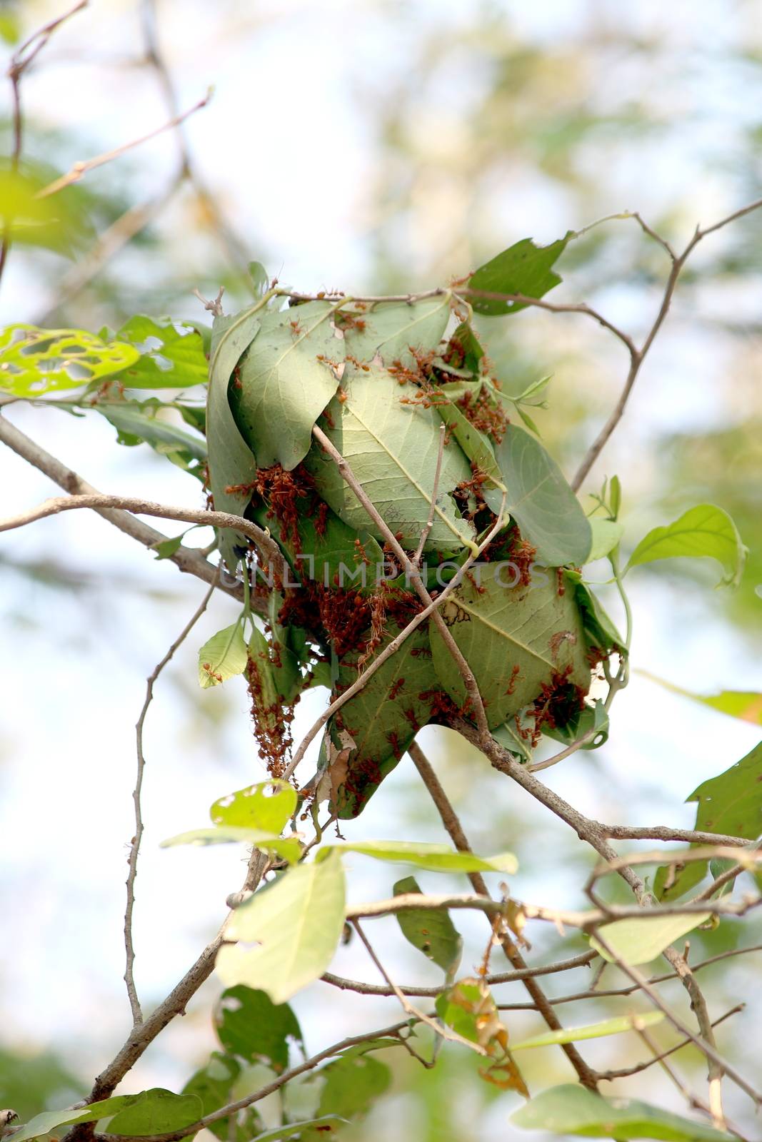 Ants, Red Ants, Ants nest on green leaves of a tree by joining together