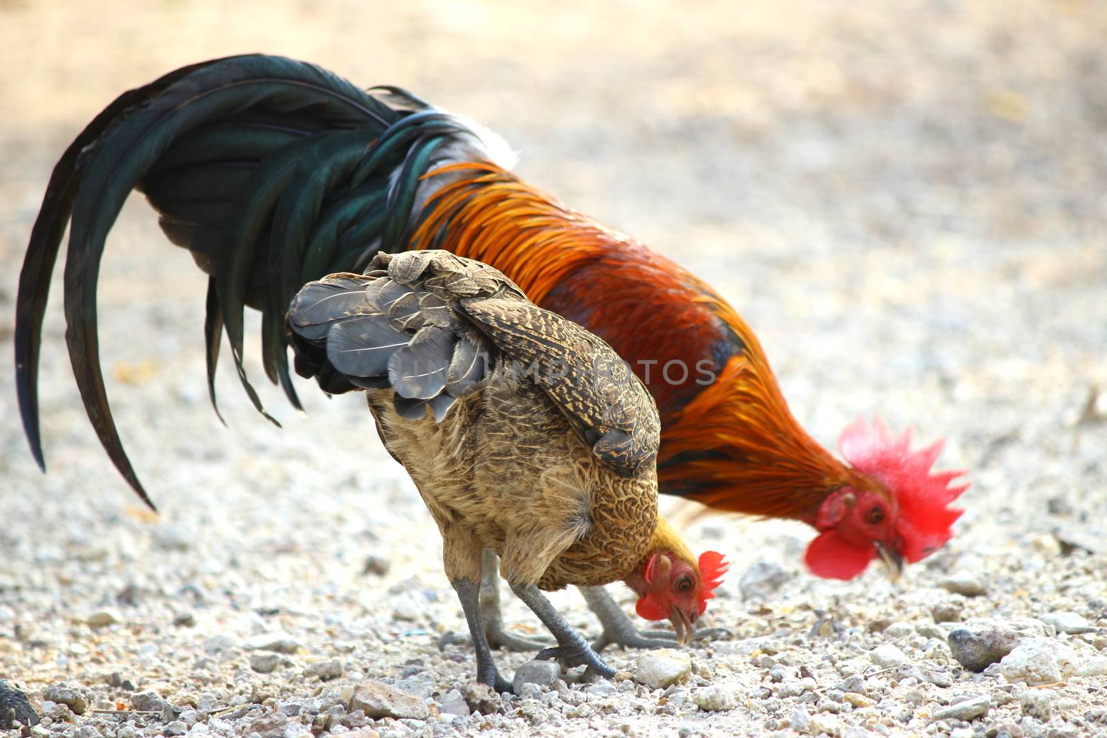 family chicken countryside fighting cock rooster thailand