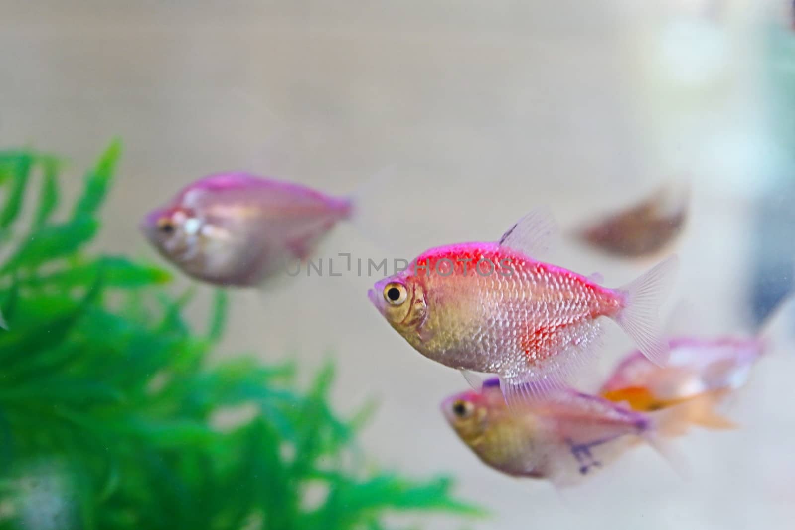 All Beautiful and Colorful Discus Fish Species in Aquarium fish, brought to us from the waters of the Amazon by cgdeaw