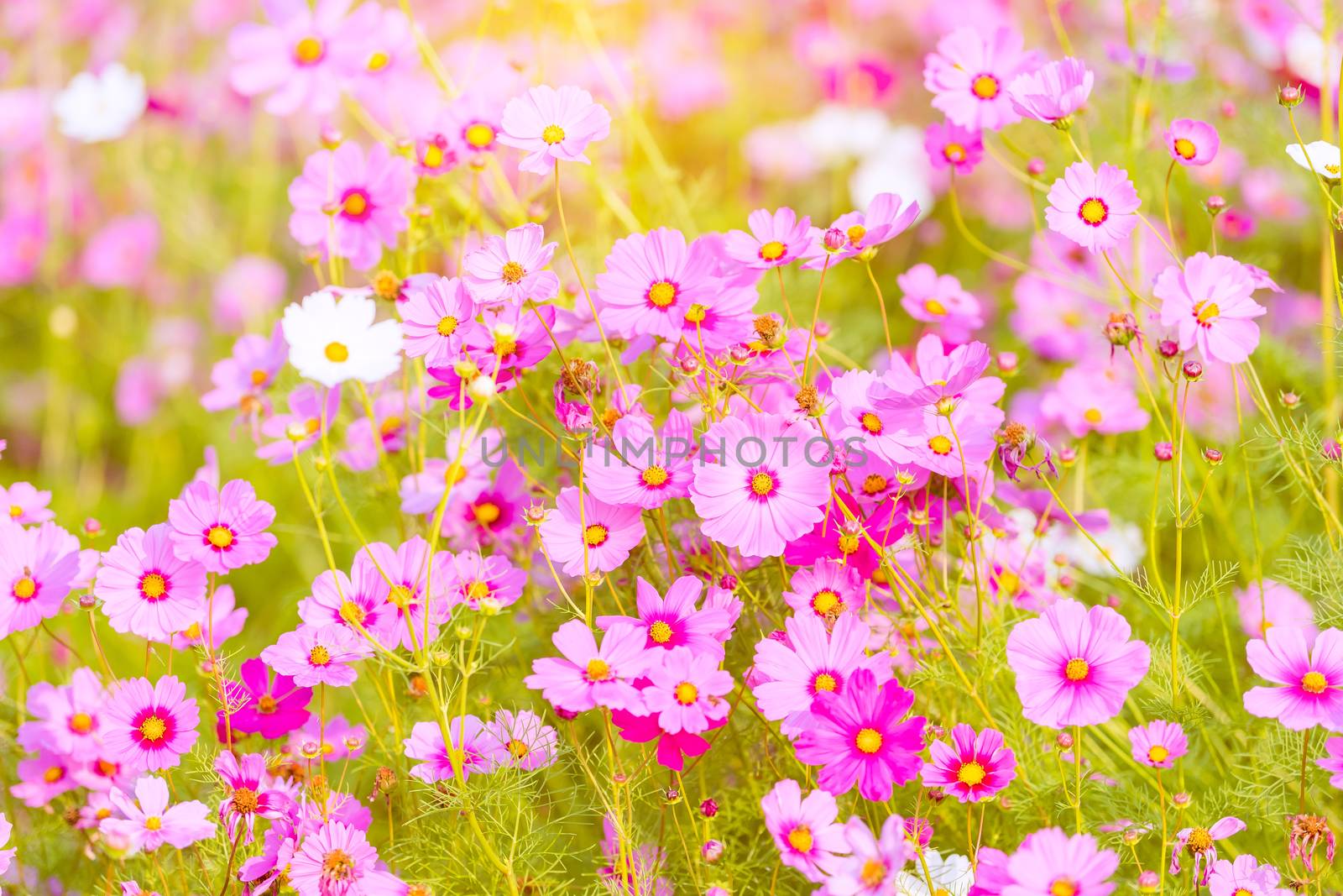 Pink cosmos bloom in the garden is beautiful by photobyphotoboy