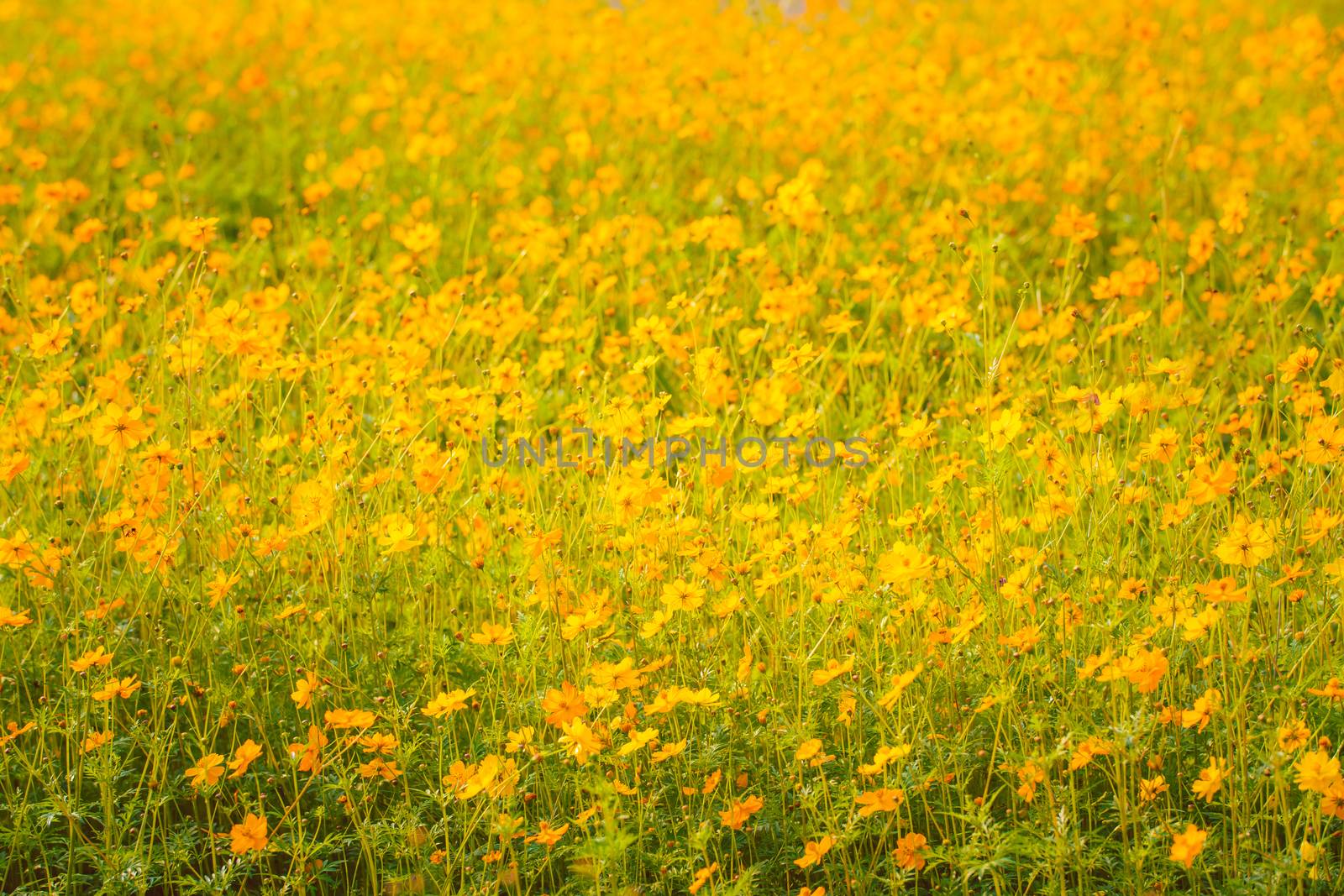 yellow cosmos bloom in the garden  by photobyphotoboy