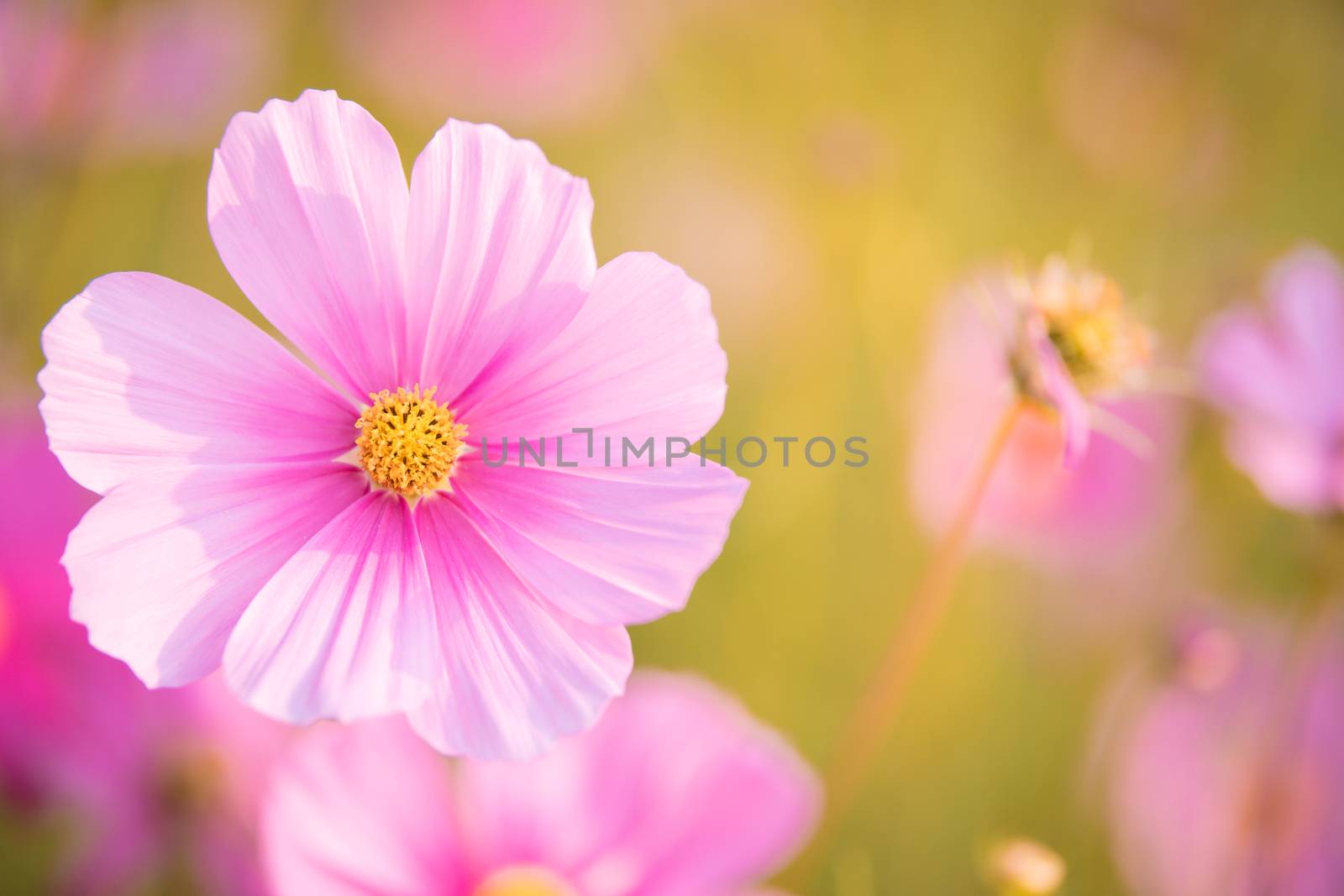 Pink cosmos bloom in the garden is beautiful by photobyphotoboy