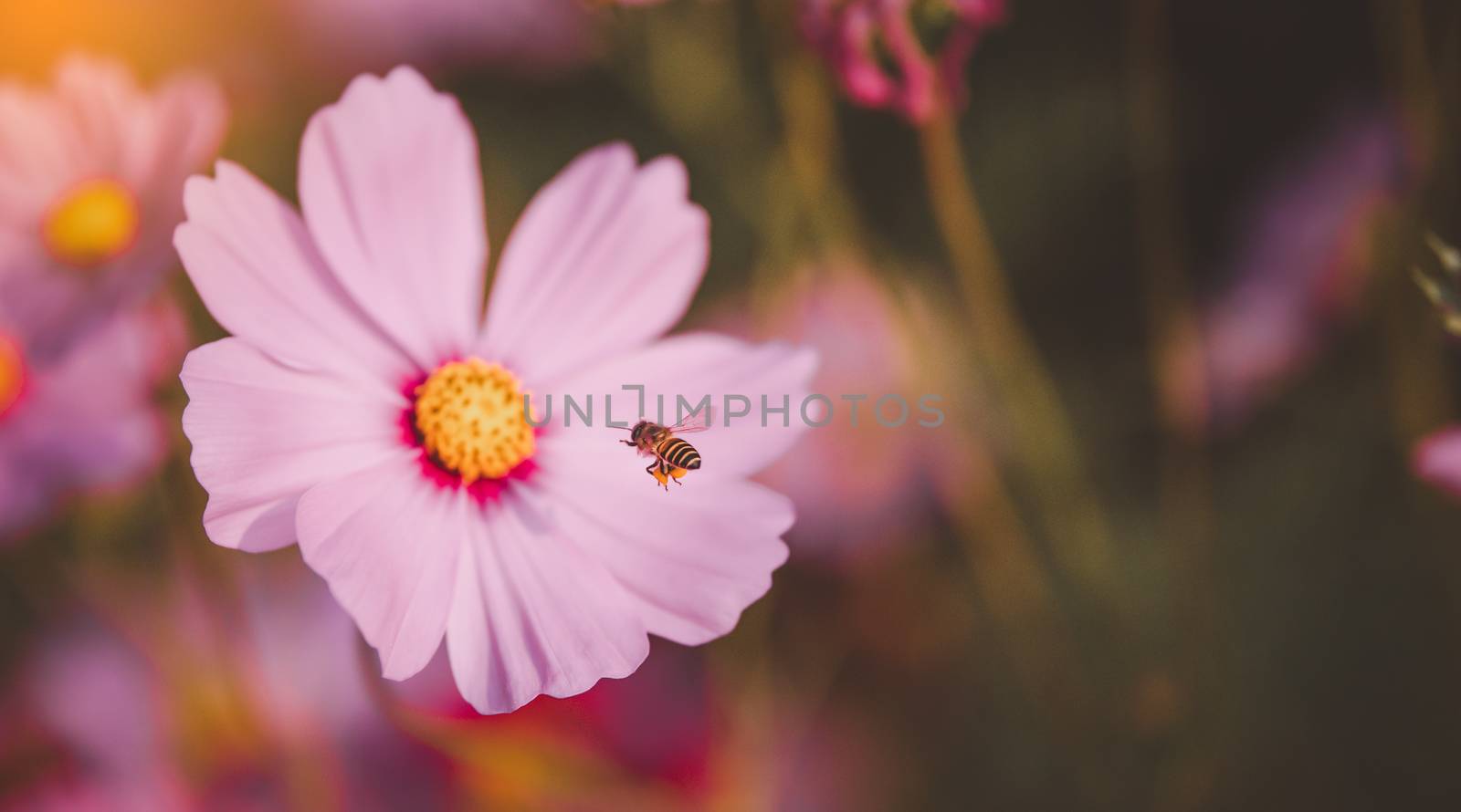 The bees are flying to pollinate the flowers