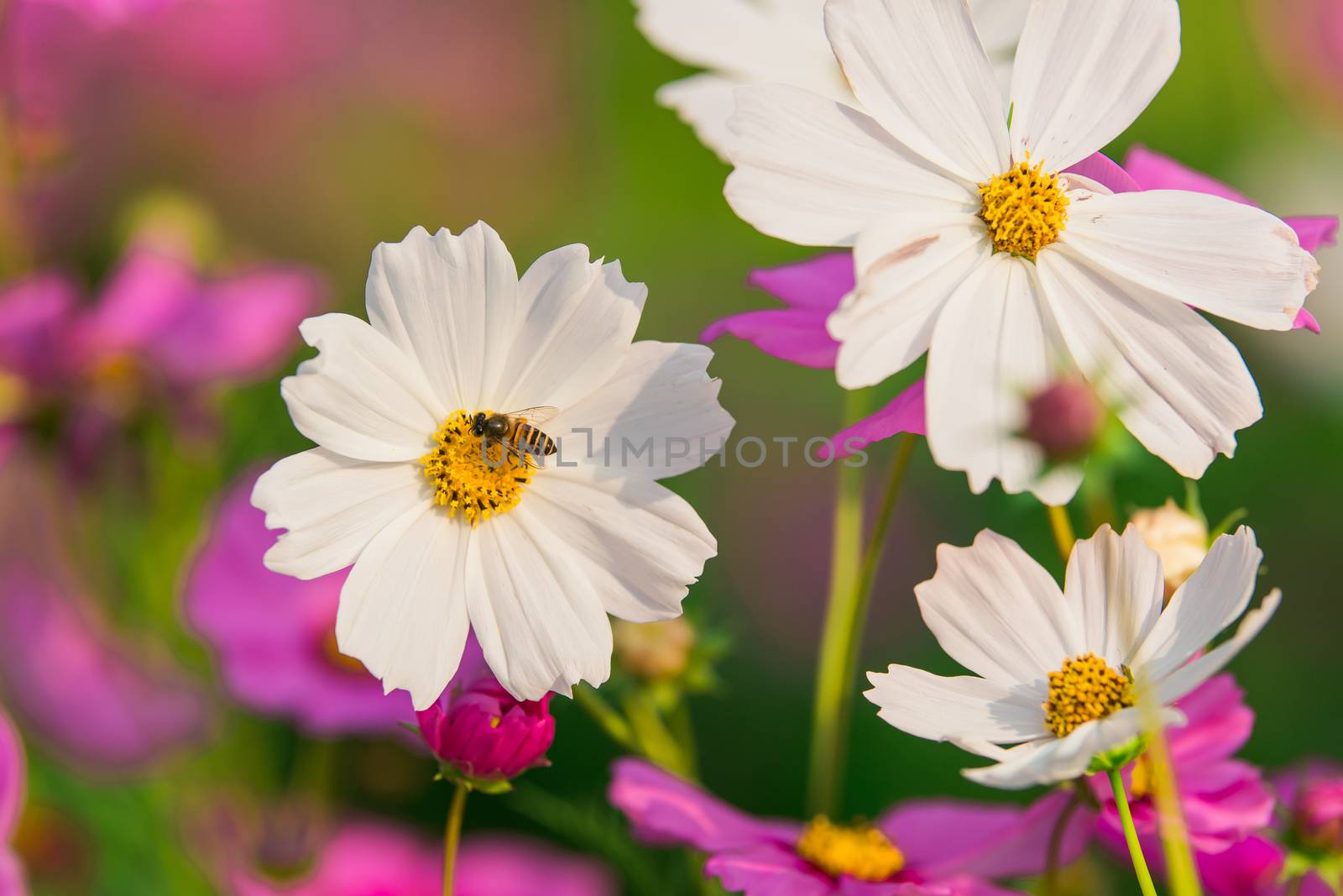 white cosmos bloom in the garden  by photobyphotoboy