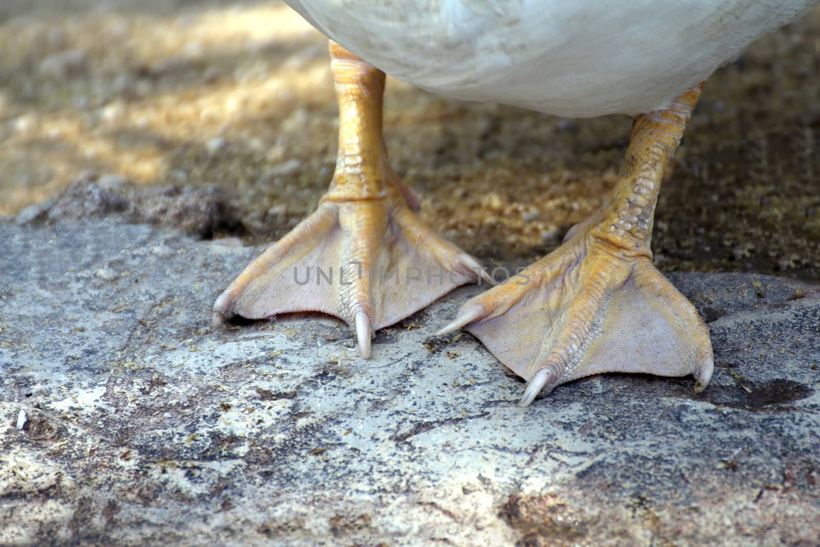 paw duck, duck leg (selective focus)