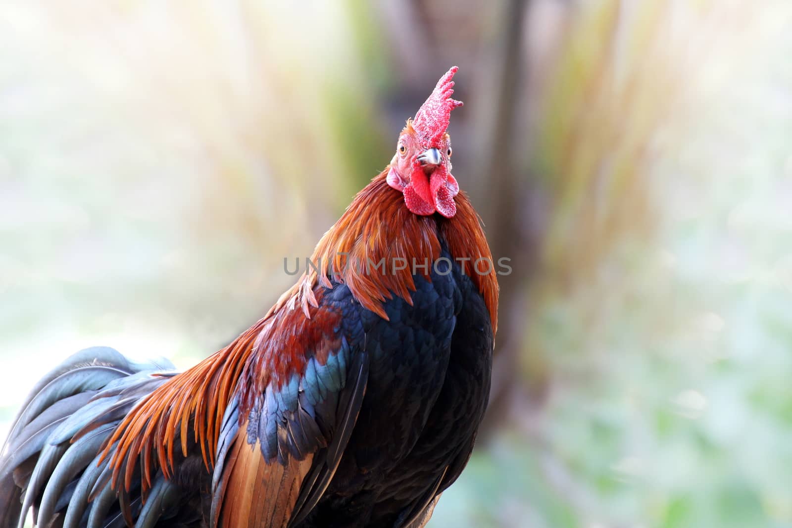 rooster, cock, rooster cock chicken close up