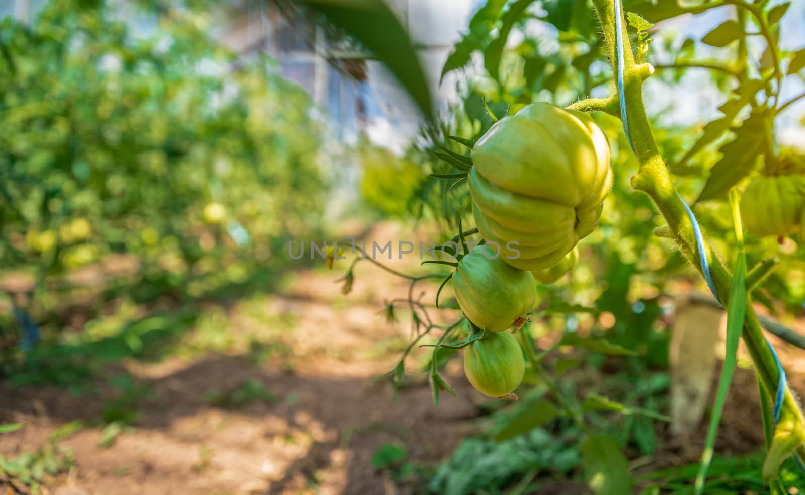 organic tomatoes ripening in a glass, vegetables without chemicals. by Edophoto
