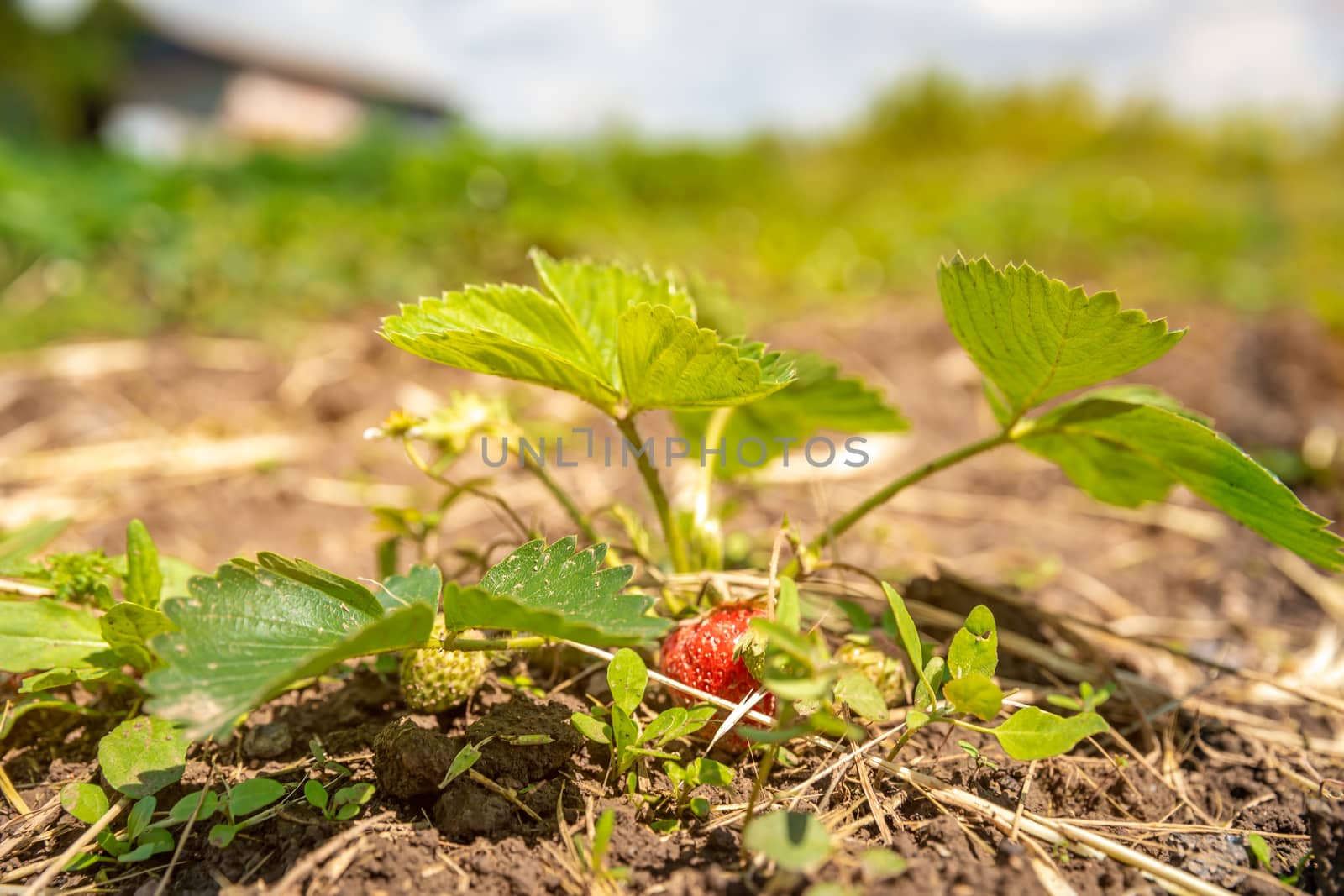 flowering strawberry plant in the field on an organic farm.