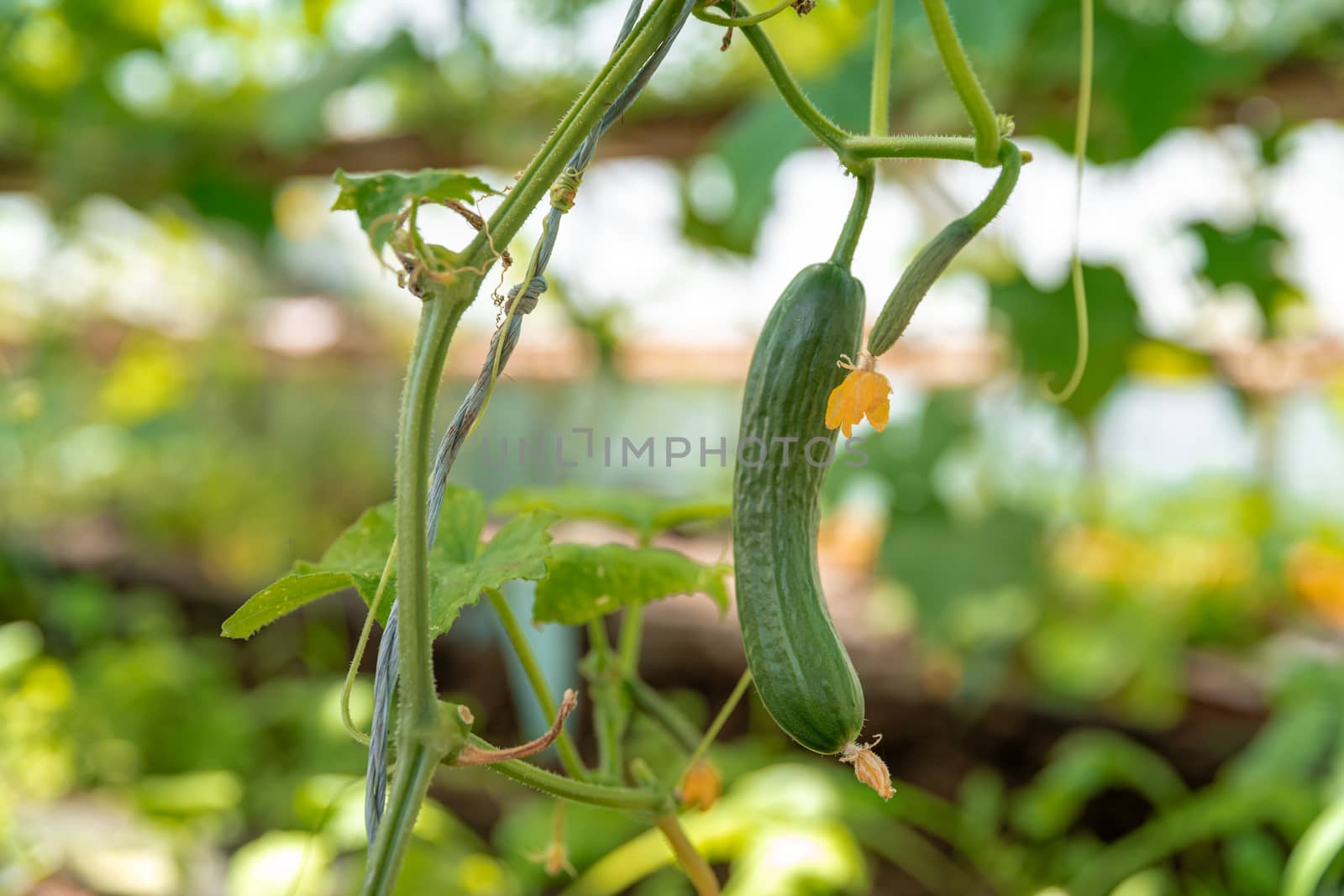 green cucumbers growing in a greenhouse on the farm, healthy vegetables without pesticide, organic product by Edophoto