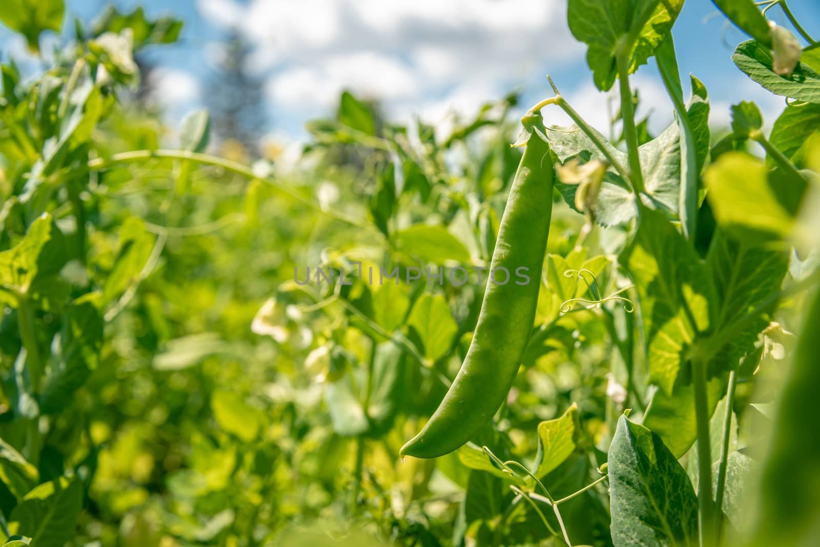 pods with green peas in organic quality on the field on the farm.