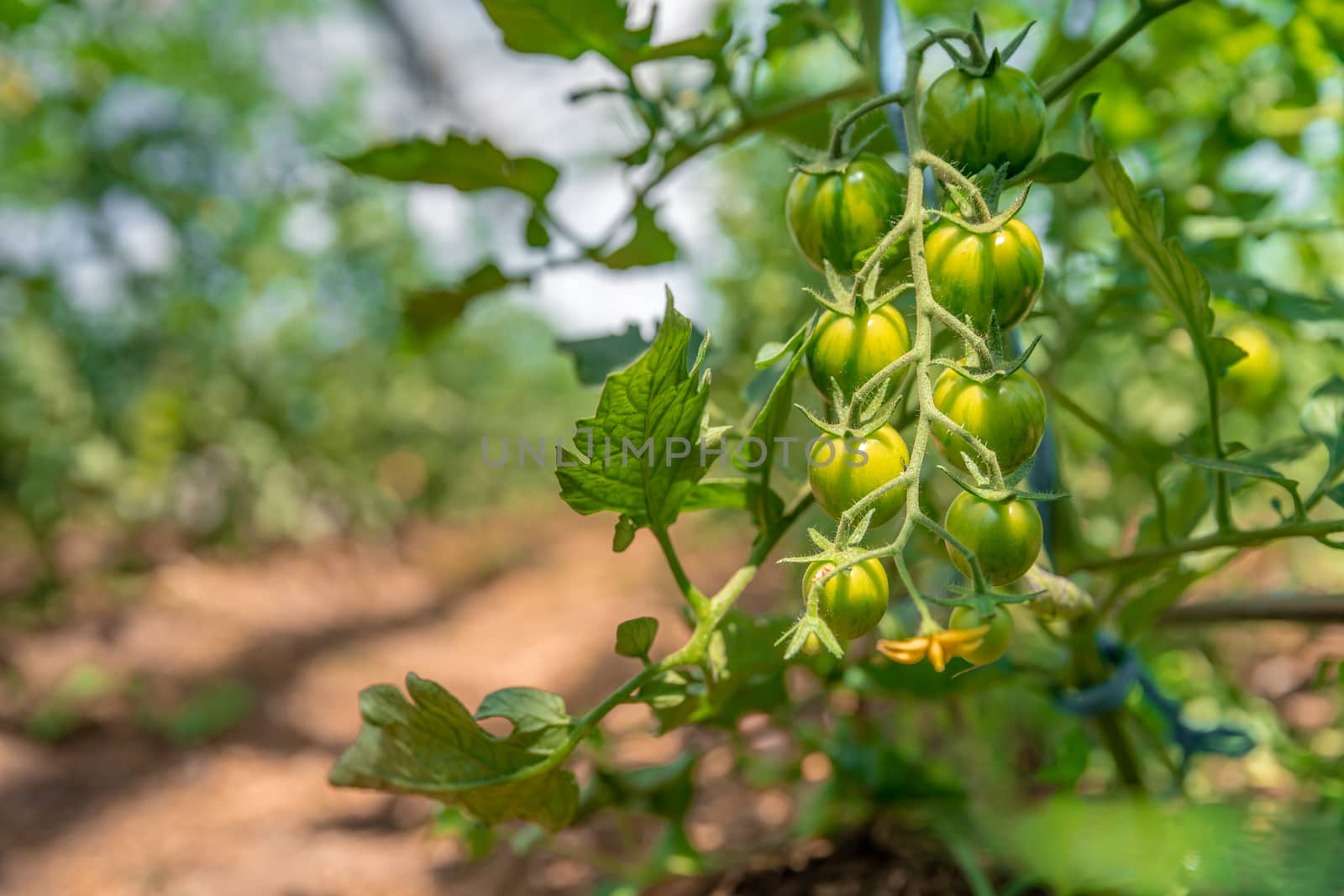 organic tomatoes ripening in a glass, vegetables without chemicals. by Edophoto