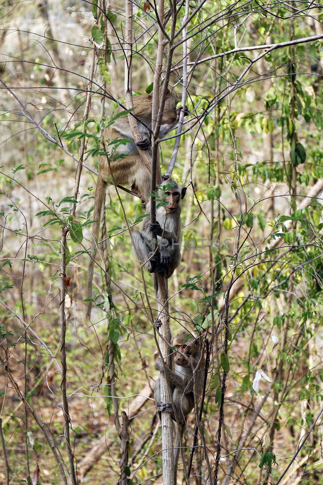 Monkey, Monkey Island on trees in wild tropical rain forests by cgdeaw