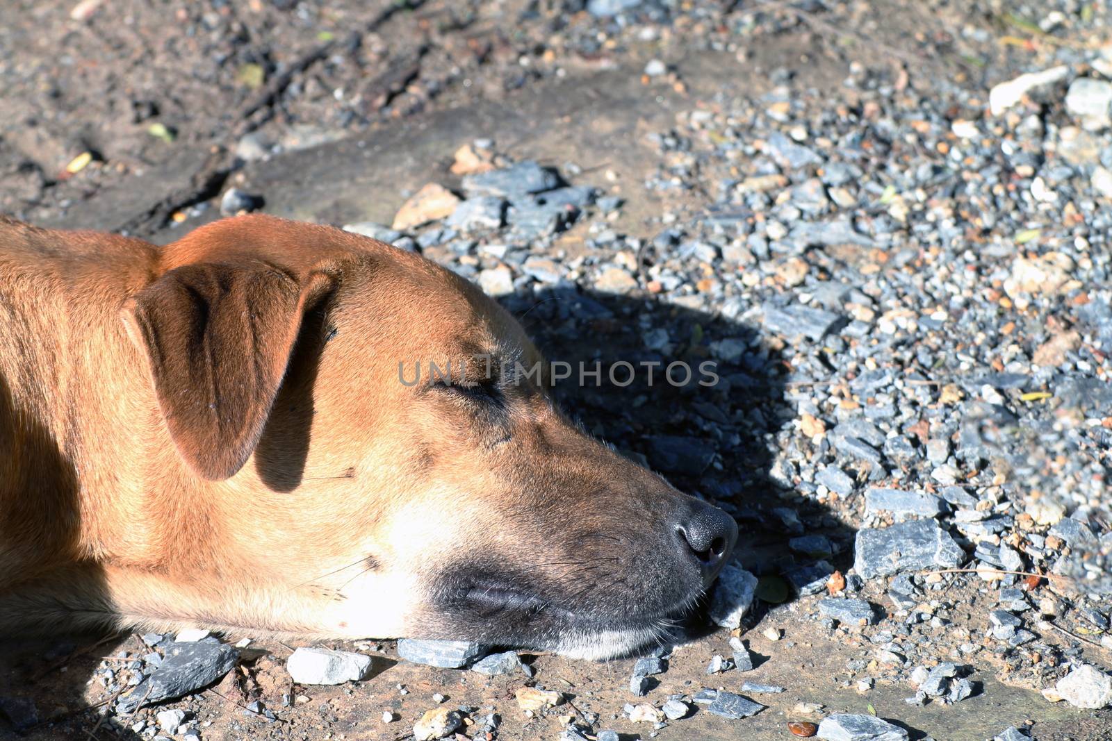 close up dog head Soak up the sun, Brown Dog is sleeping (Lying), Thai Ridgeback dog brown asian