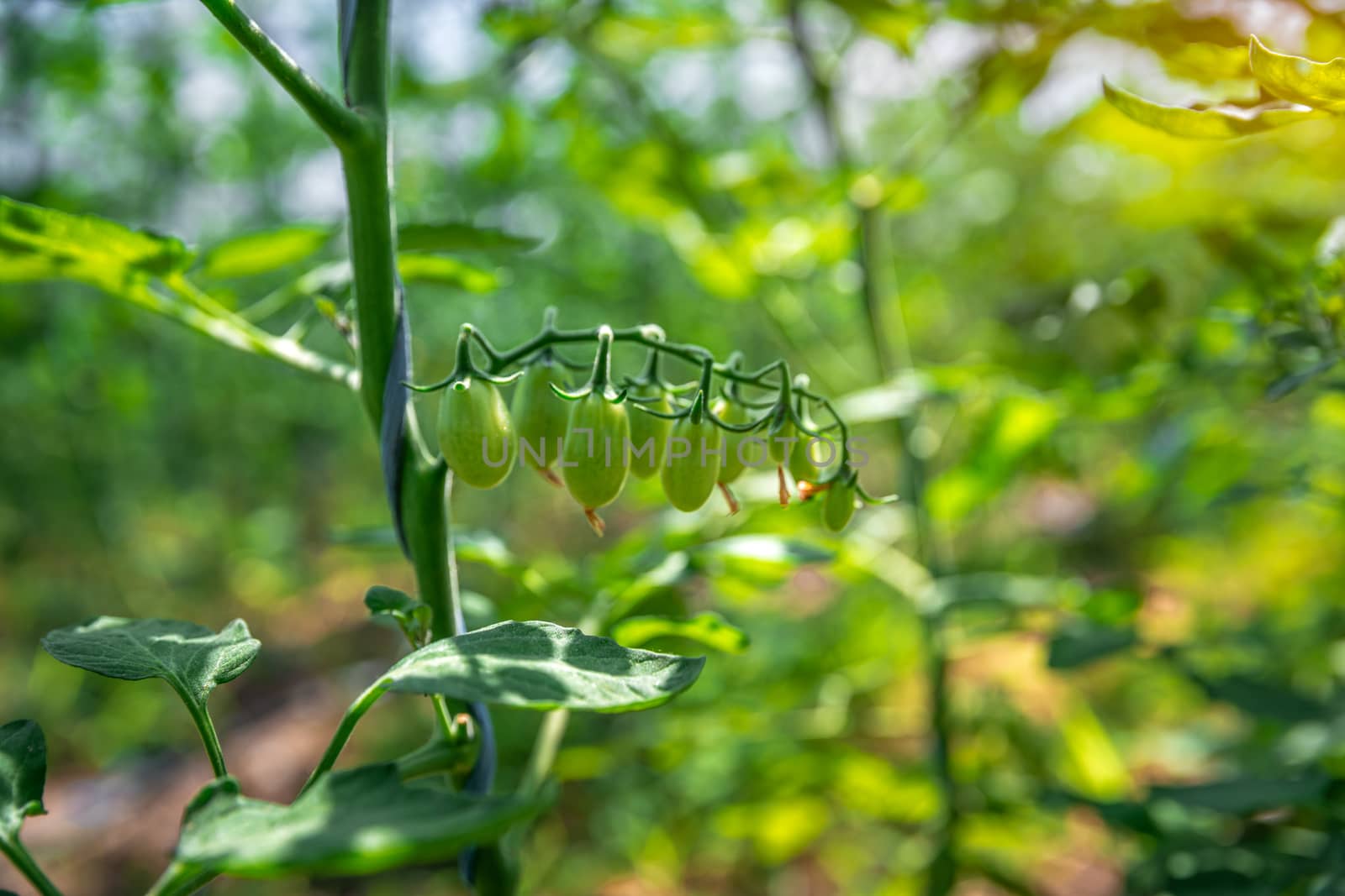 organic tomatoes ripening in a glass, vegetables without chemicals