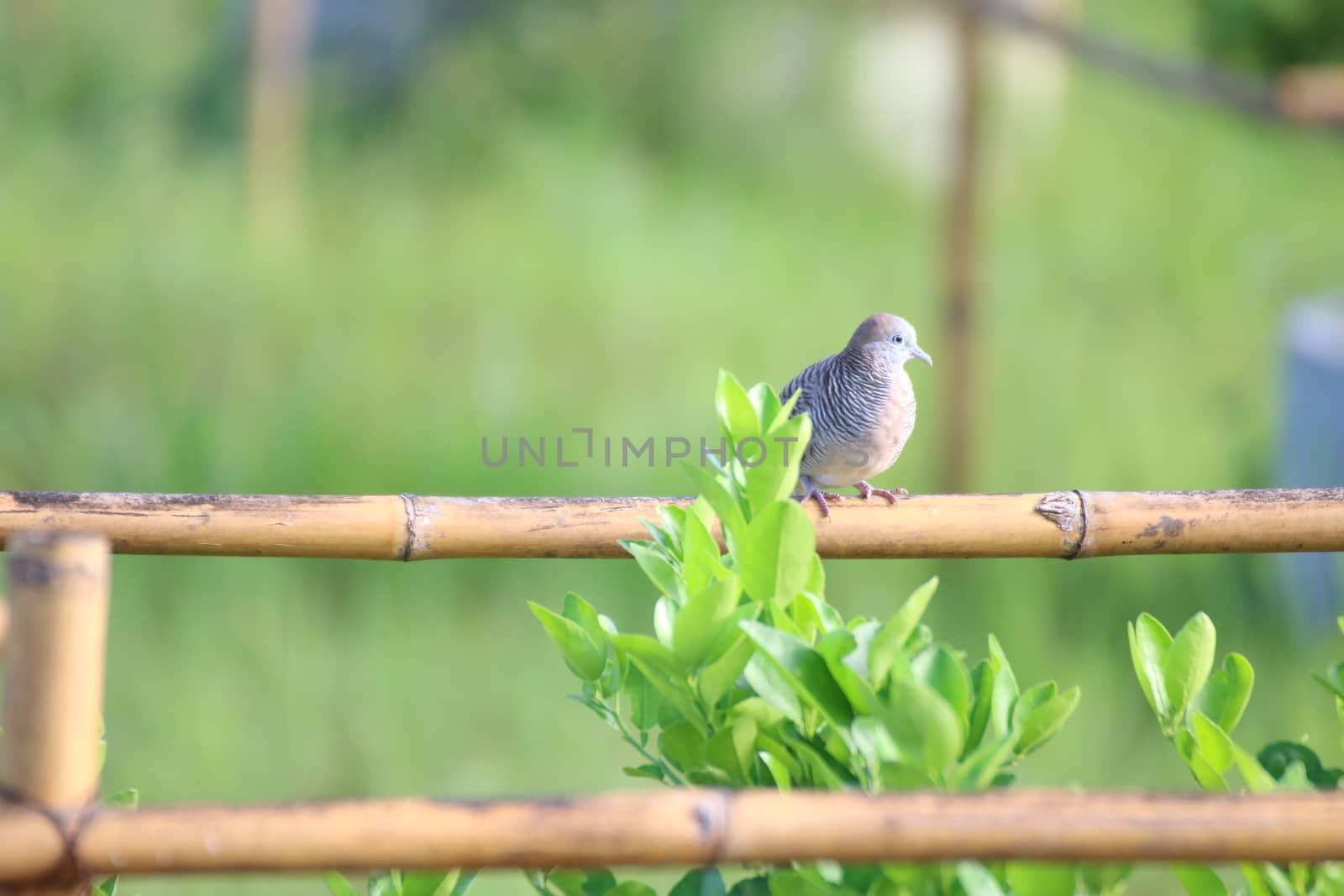 a dove bird perched on branch of wild tree in garden