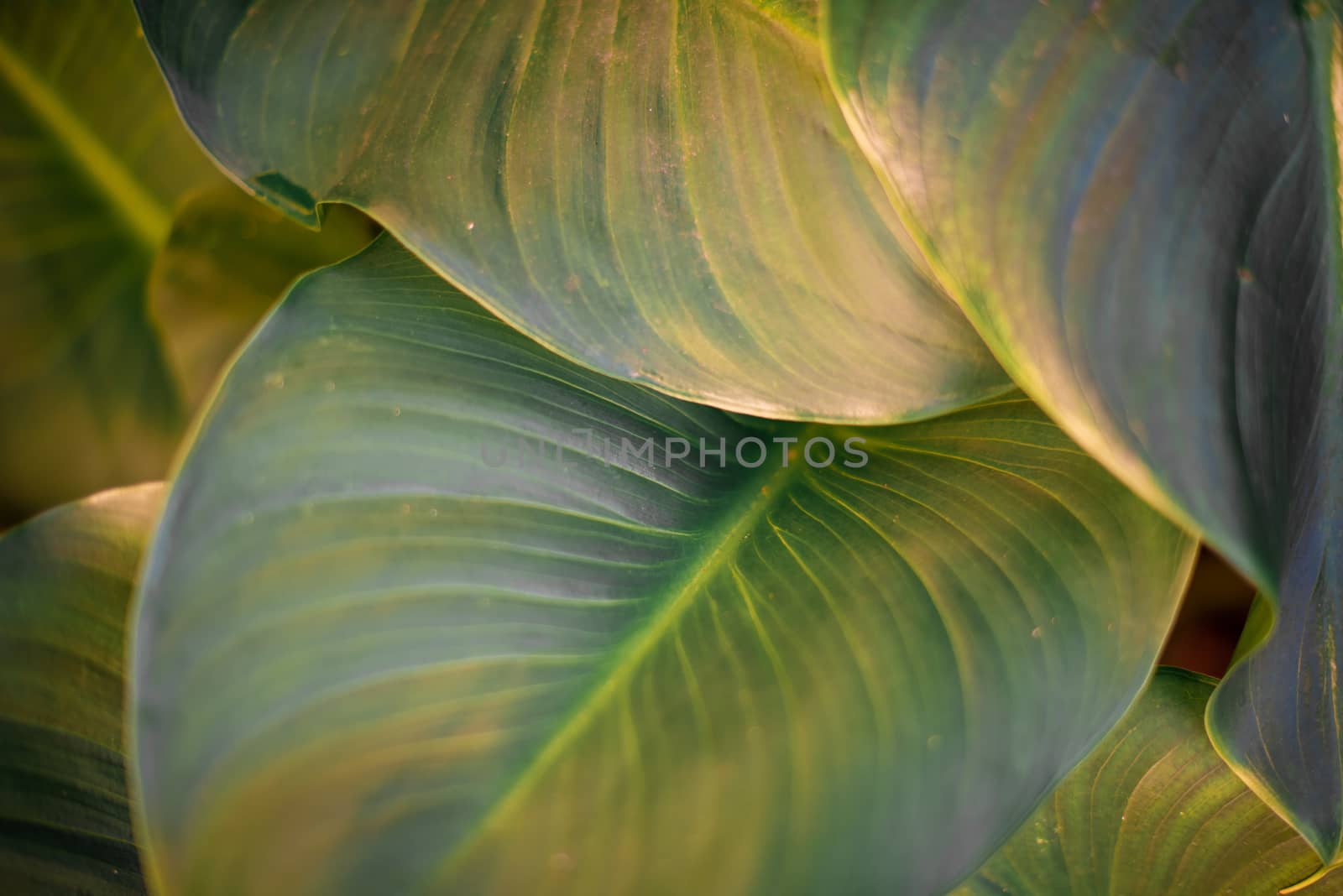 Plants leaf shot up closely from directly above