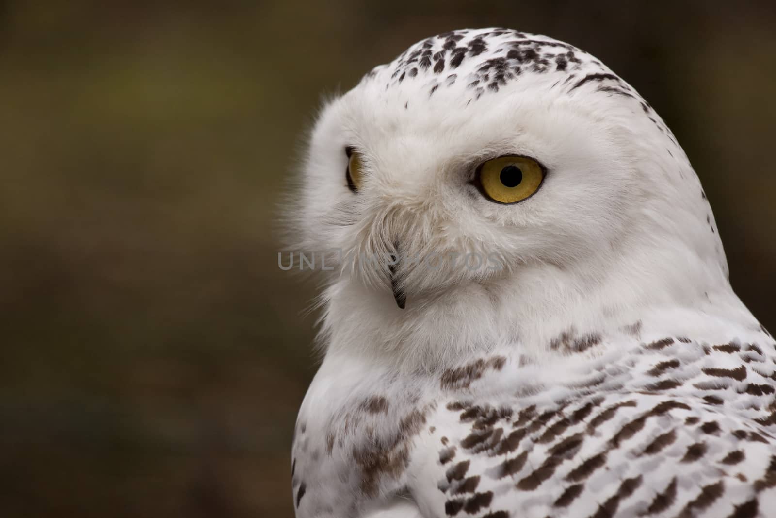 The photo of the snowy owl was taken in an animal sanctuary in Cumbria, England.