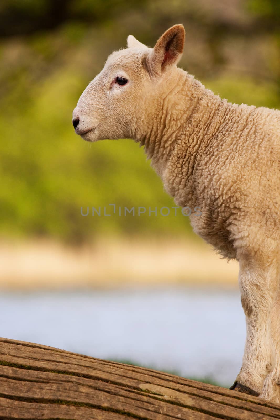 A young lamb beside Derwentwater, Cumbria in the English Lake District.