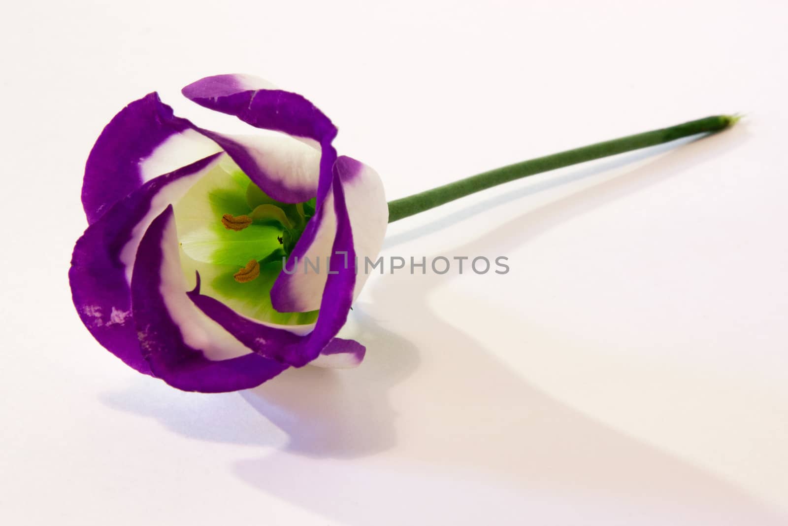 Blue Lisianthus by ATGImages
