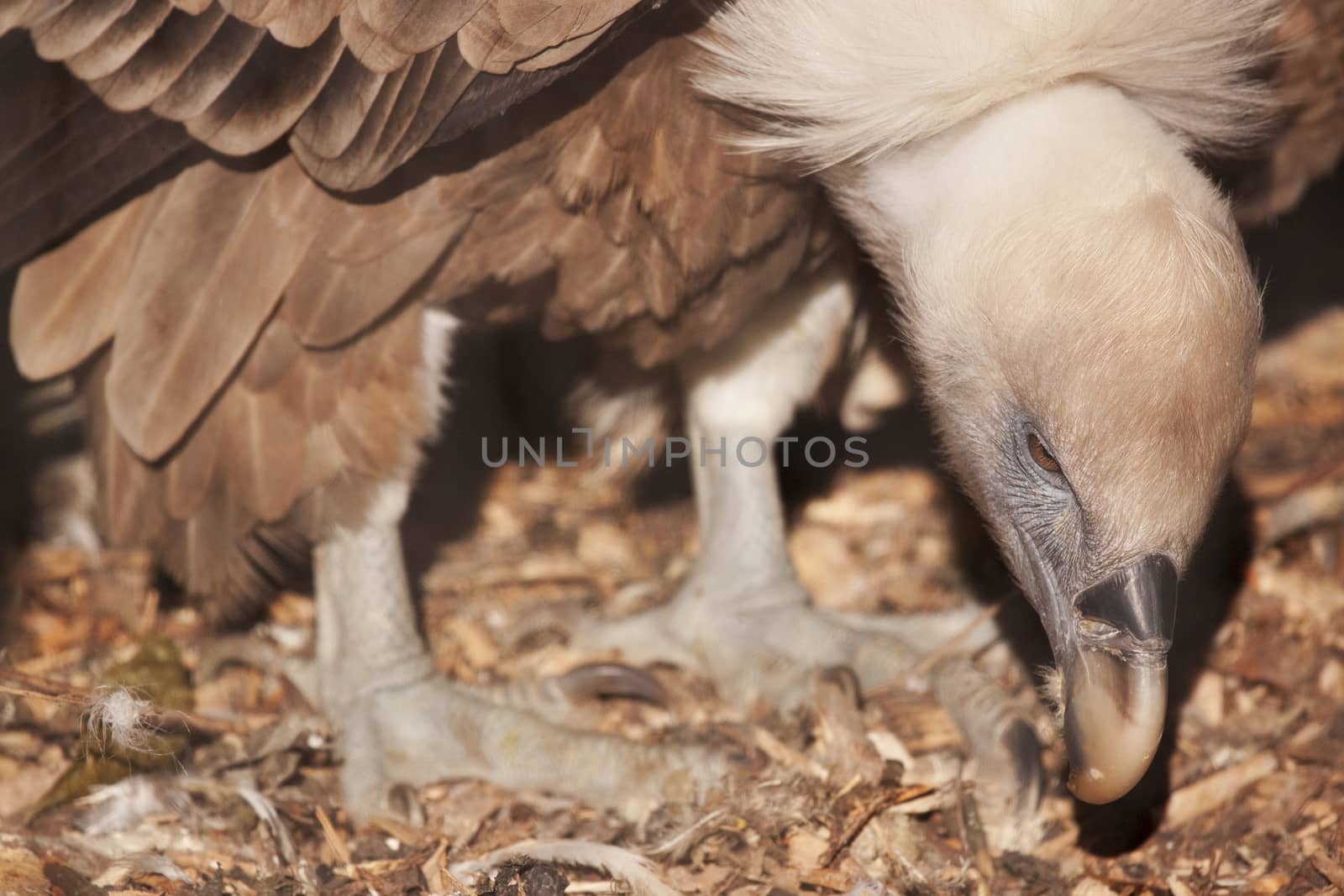 A close up picture of a Ruppell's vulture.