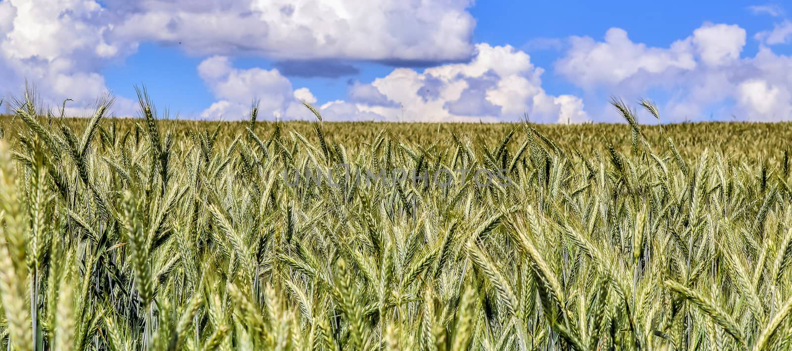 Beautiful panorama of agricultural crop and wheat fields on a su by MP_foto71