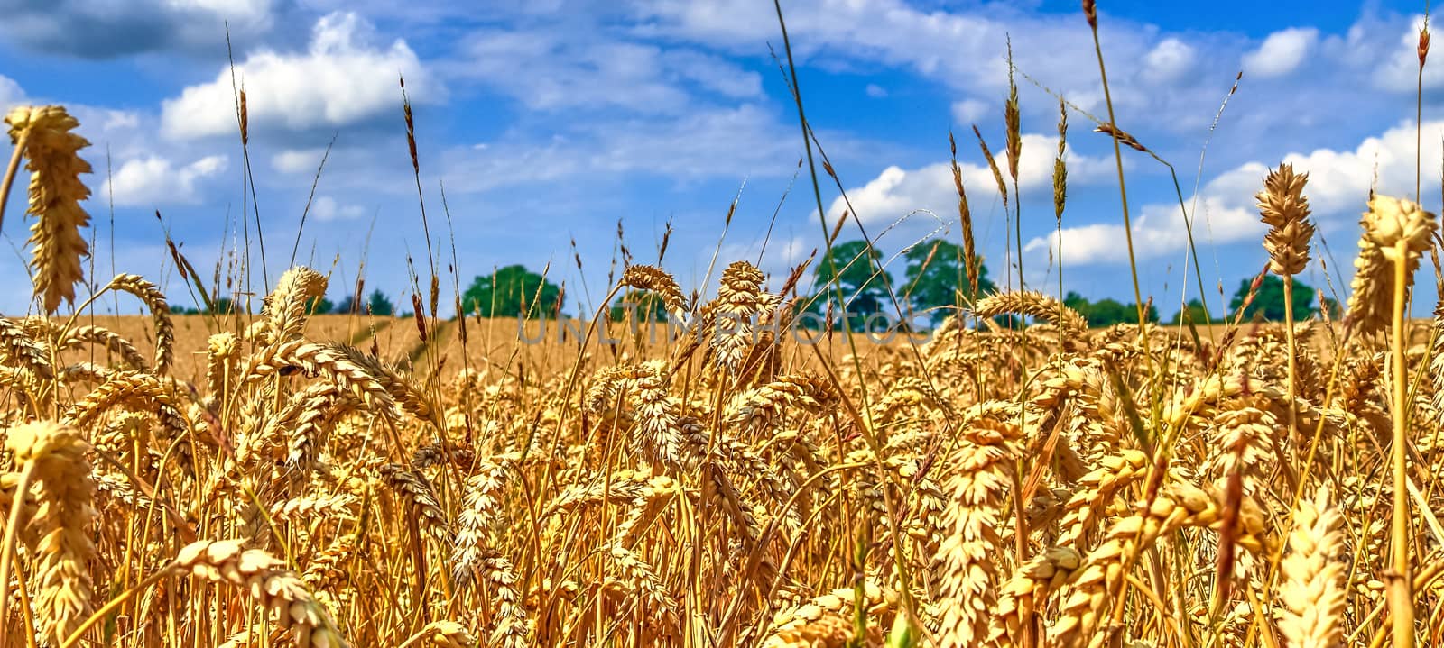 Beautiful panorama of agricultural crop and wheat fields on a sunny day in summer.