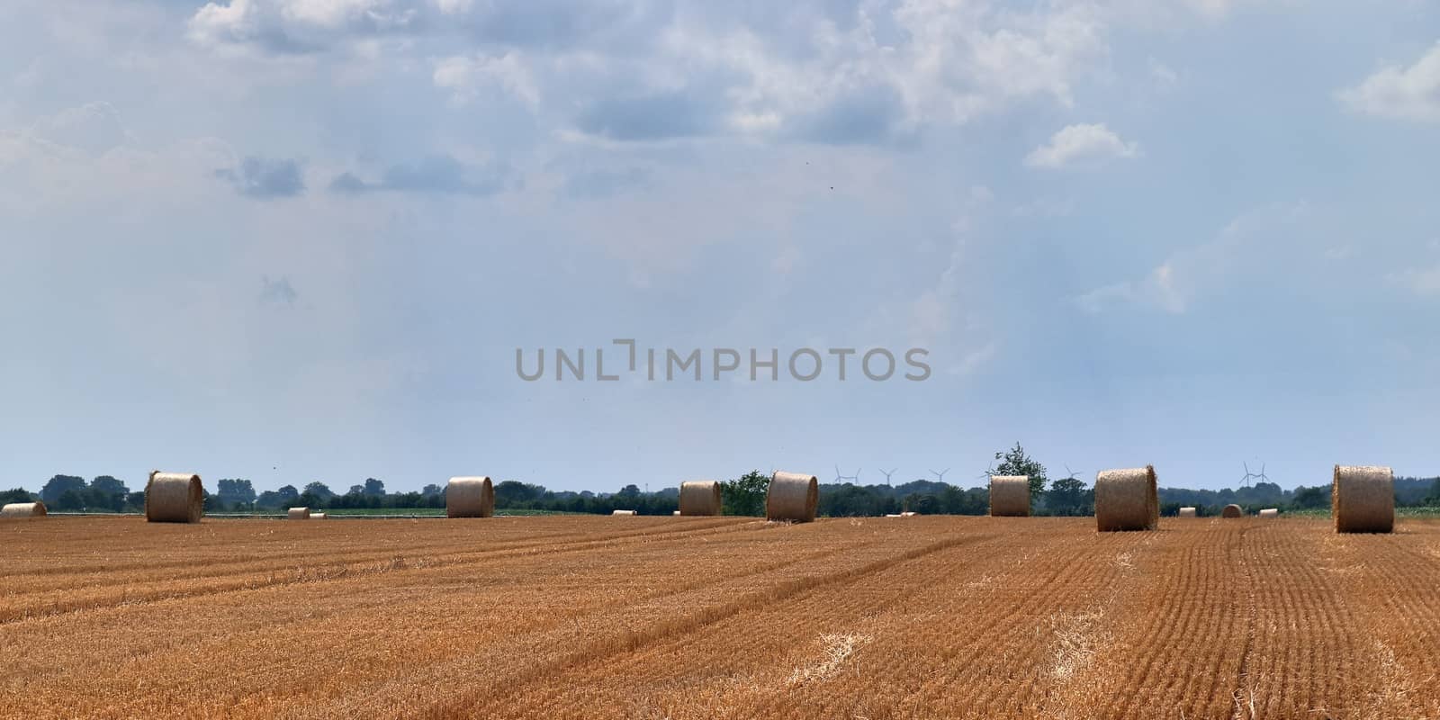 Summer view on agricultural crop and wheat fields ready for harv by MP_foto71