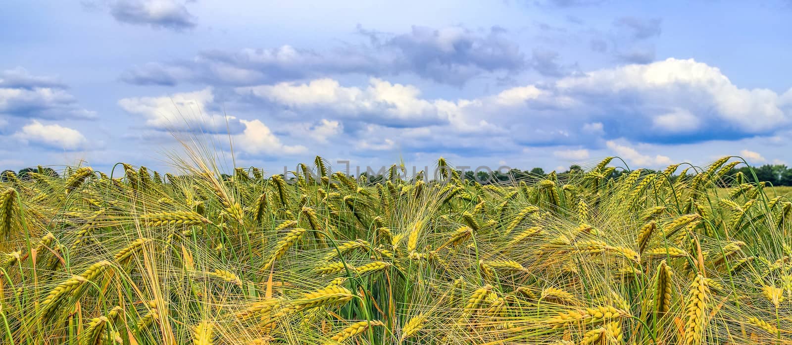 Beautiful panorama of agricultural crop and wheat fields on a su by MP_foto71