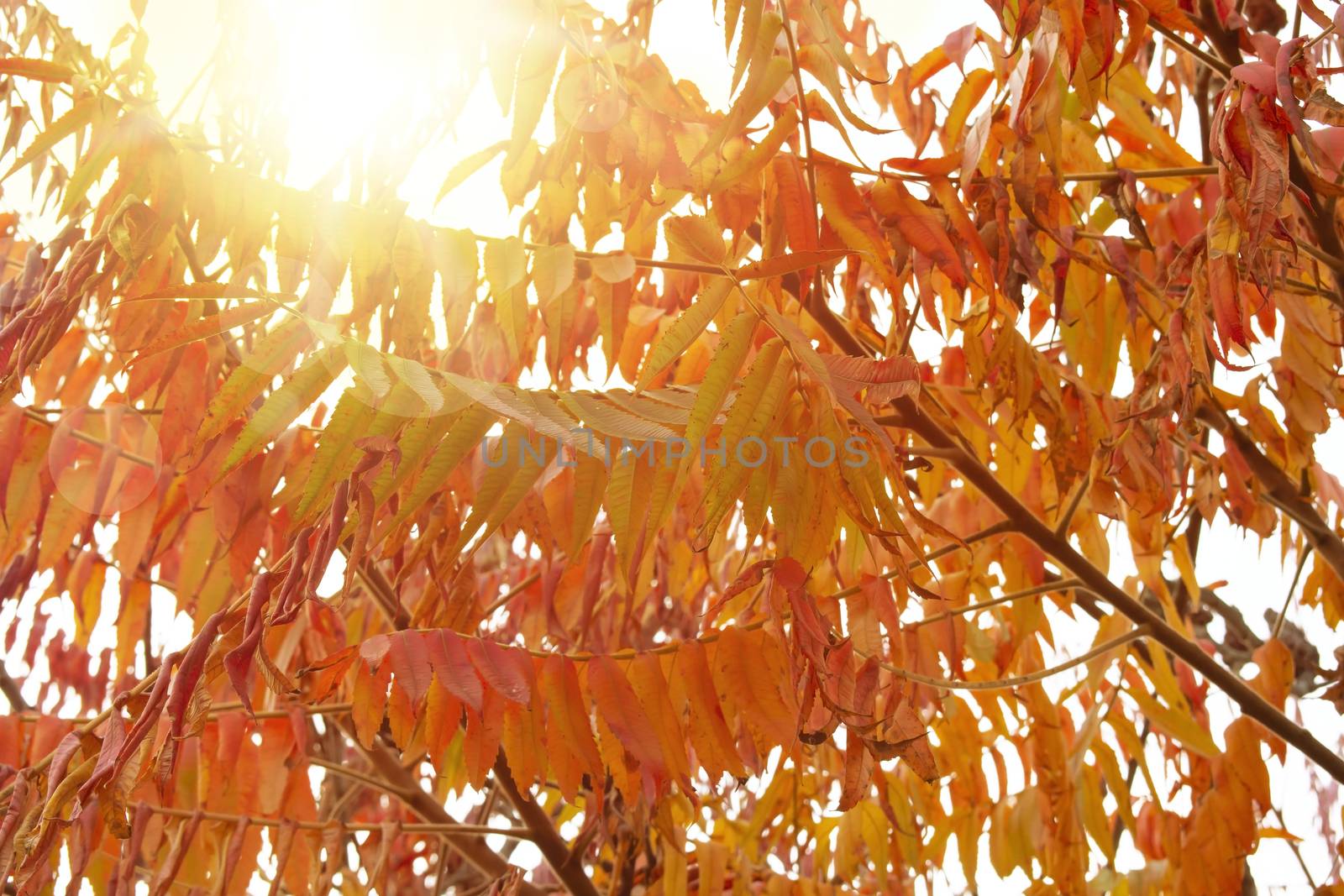 Cut-leaves staghorn sumac in autumn, with sunshine. Also known as Rhus typhina Dissecta.