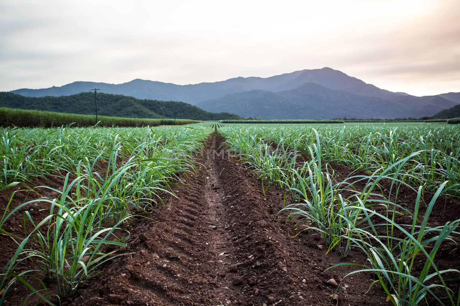 Australian Sugarcane Fields and Landscape by FiledIMAGE