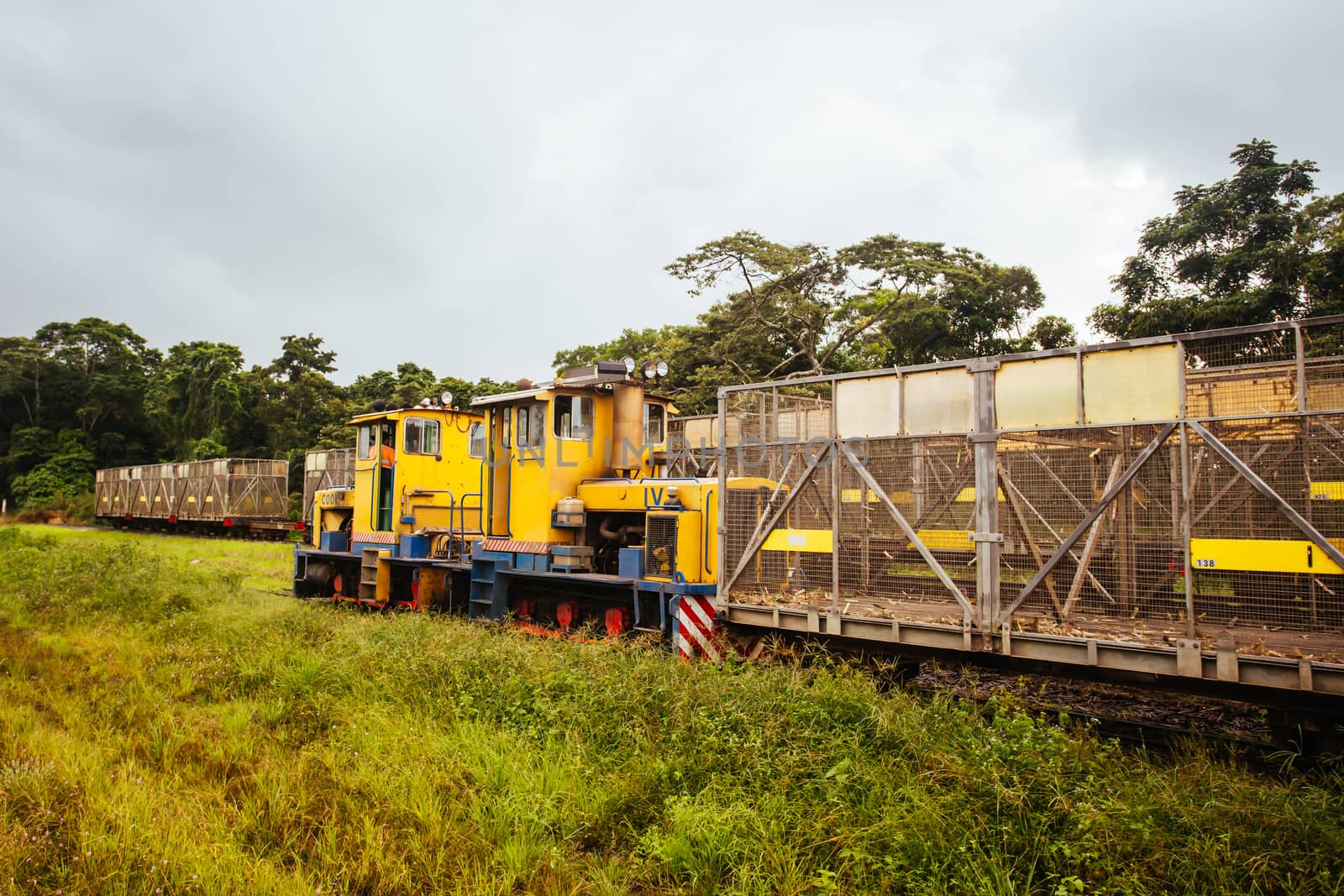 A sugar cane locomotive train near the Daintree in far north Queensland, Australia