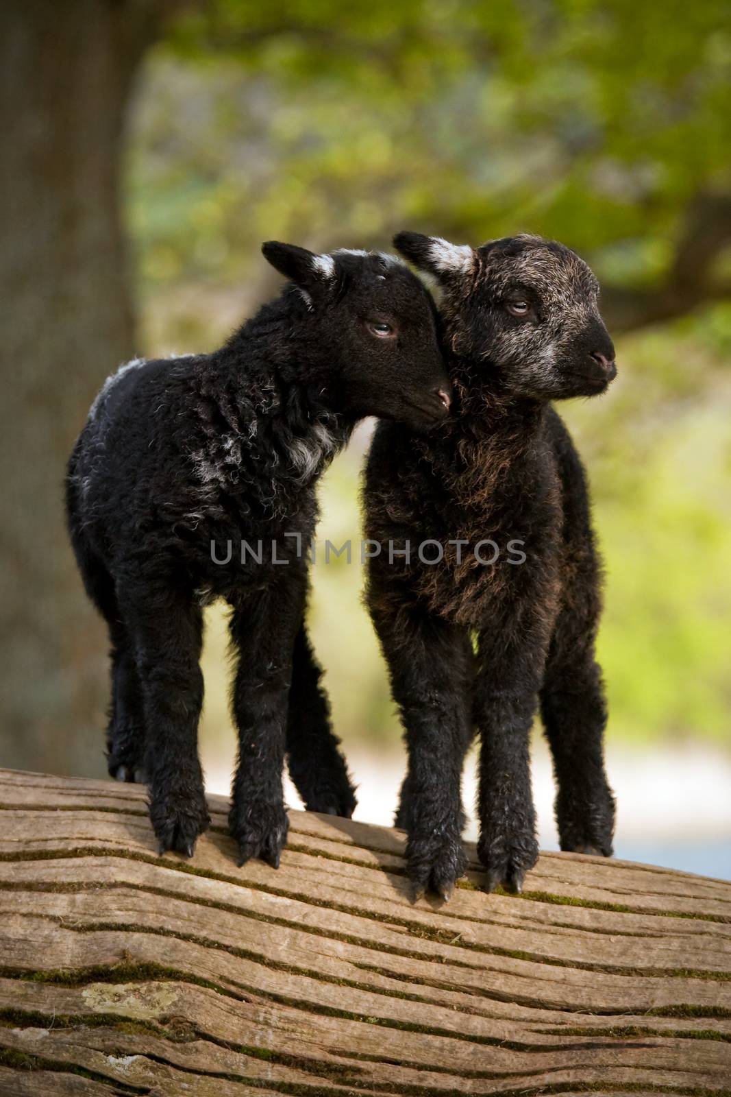 Two young lambs beside Derwentwater, Cumbria in the English Lake District.