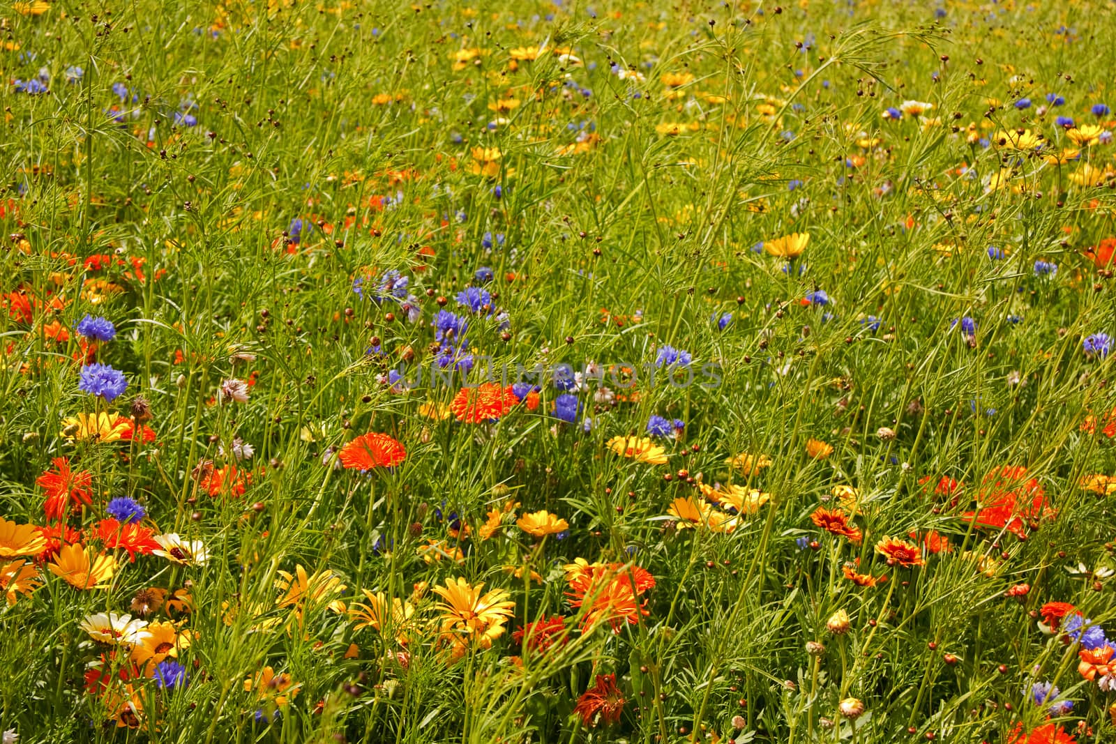 English Summer Flowers by ATGImages