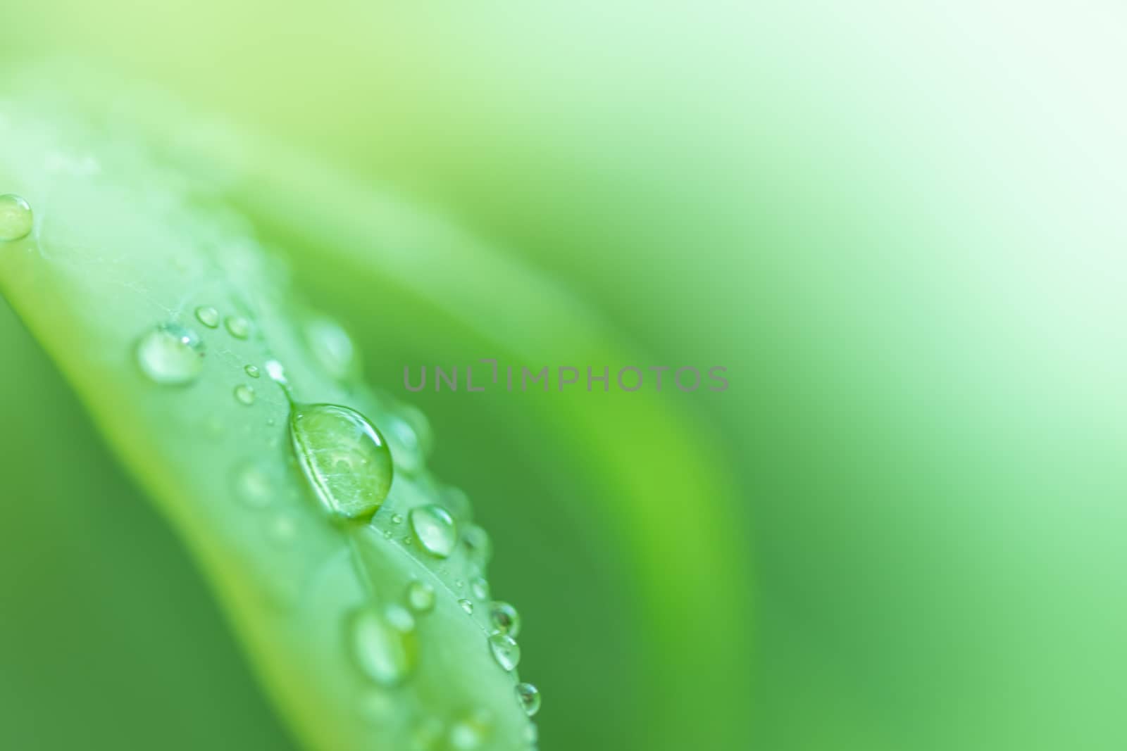 Leaves close up nature view of green leaf on blurred greenery ba by photosam