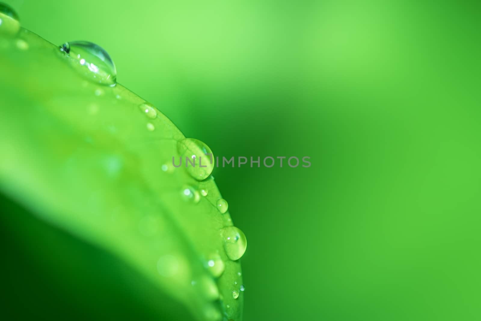 Leaves close up nature view of green leaf on blurred greenery ba by photosam