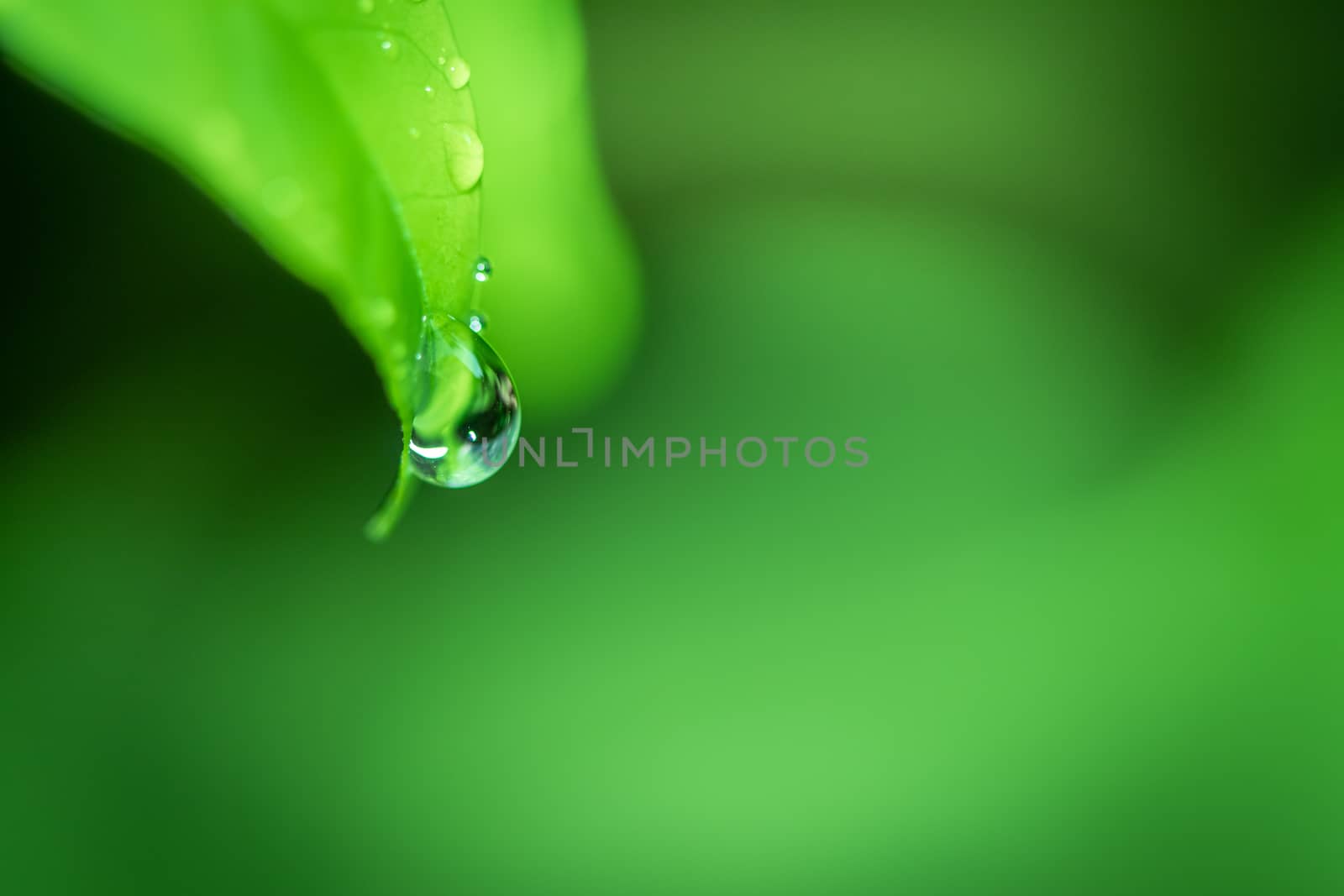 Leaves close up nature view of green leaf on blurred greenery ba by photosam