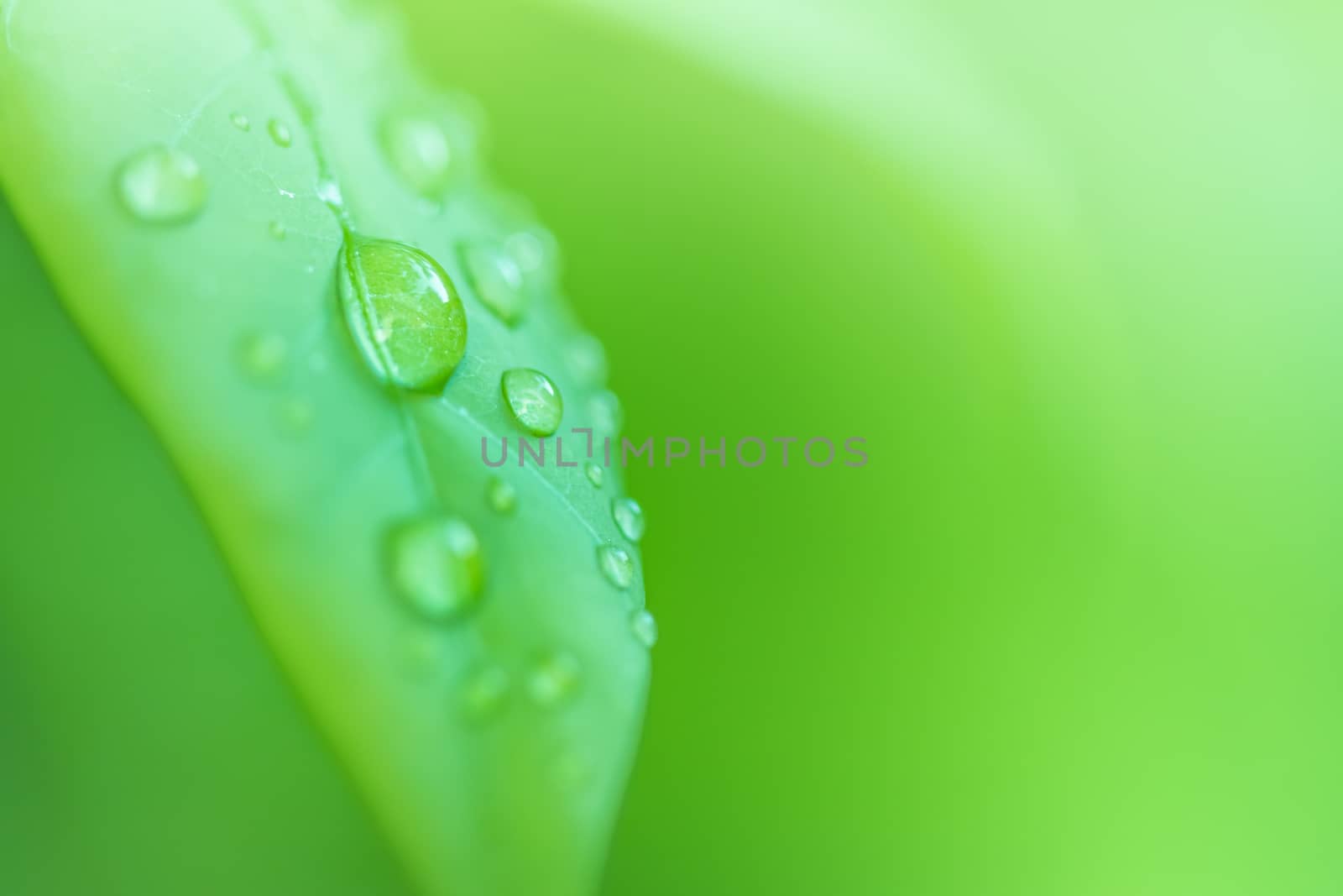 Leaves close up nature view of green leaf on blurred greenery ba by photosam