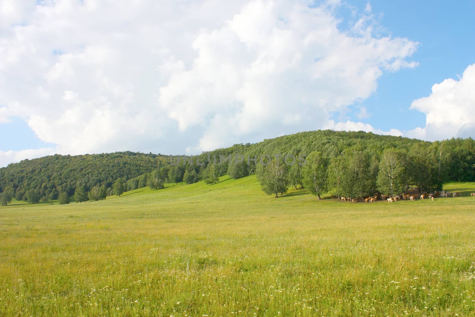 Beautiful summer landscape with forest and herd of cows